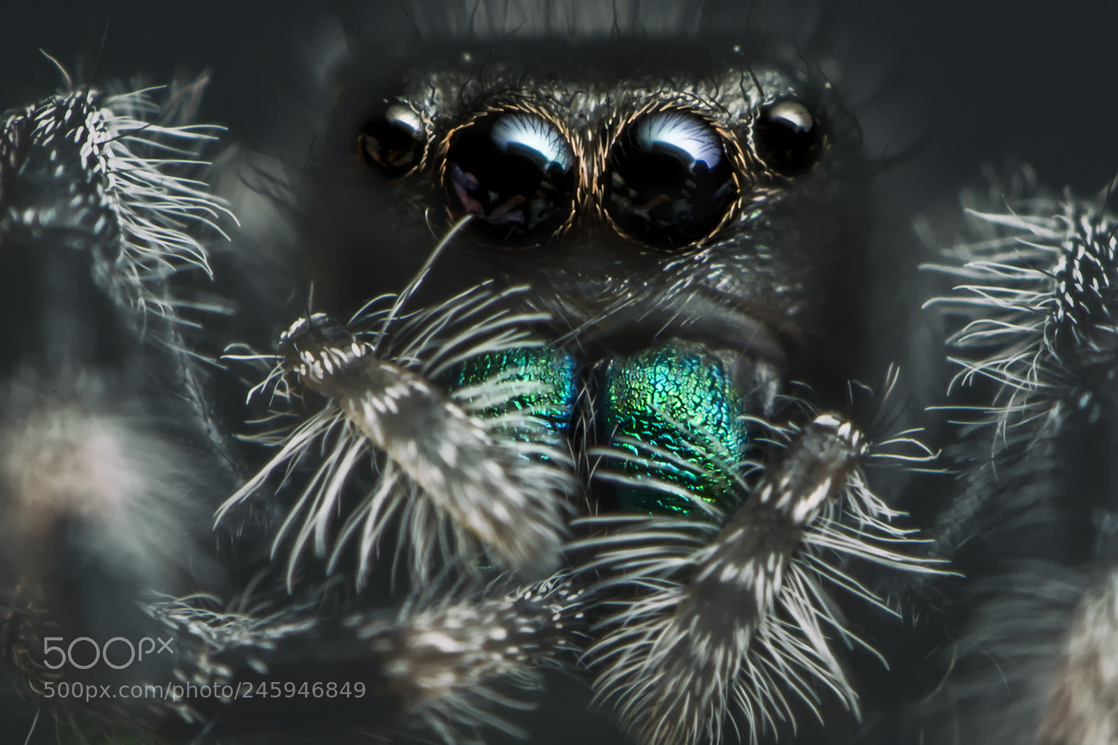 Nikon D7100 sample photo. All eyes on me photography