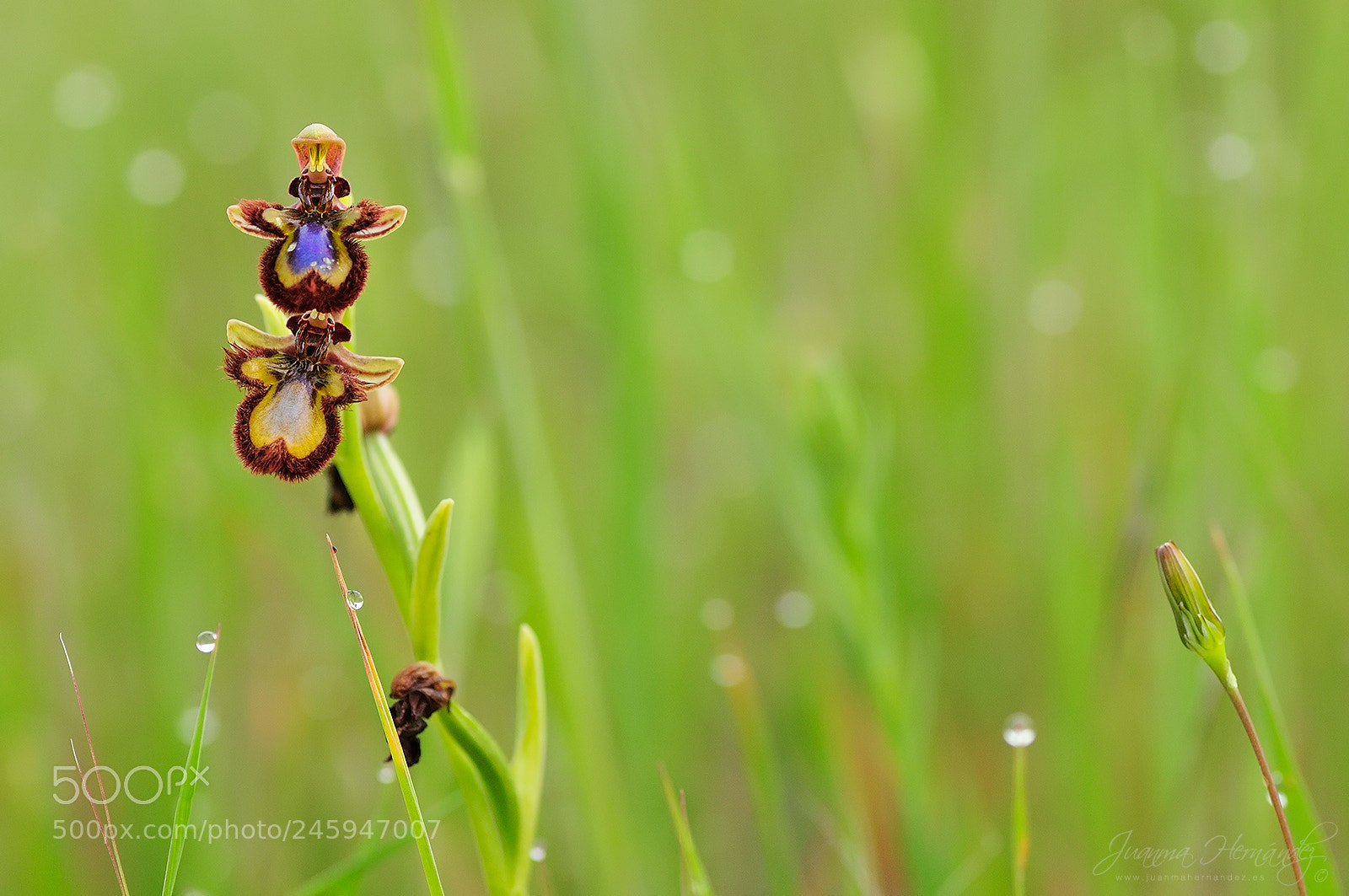 Nikon D300 sample photo. Ophrys speculum photography