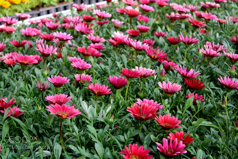 Canon EF-S 18-55mm F3.5-5.6 III sample photo. Img photography