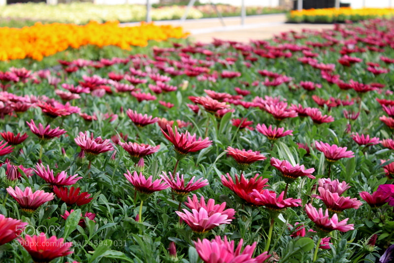 Canon EF-S 18-55mm F3.5-5.6 III sample photo. Img photography