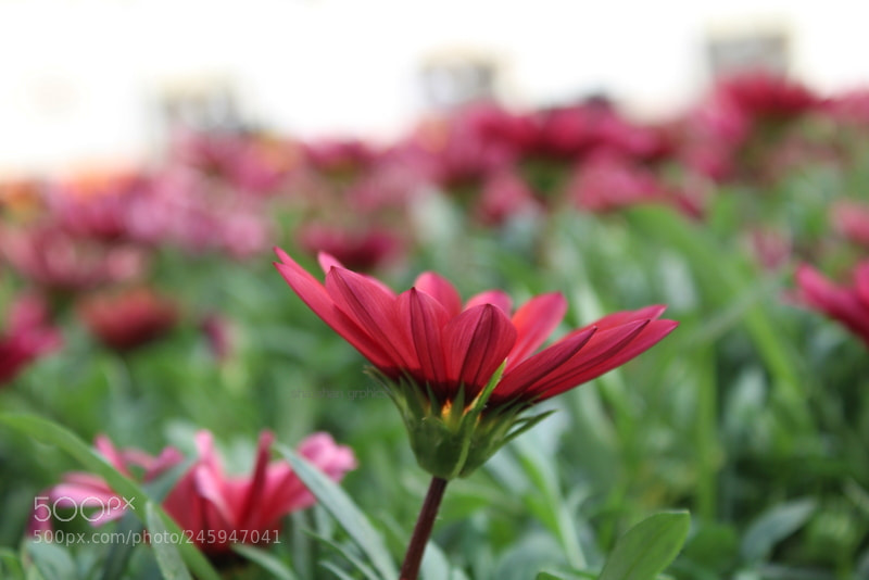 Canon EF-S 18-55mm F3.5-5.6 III sample photo. Img photography