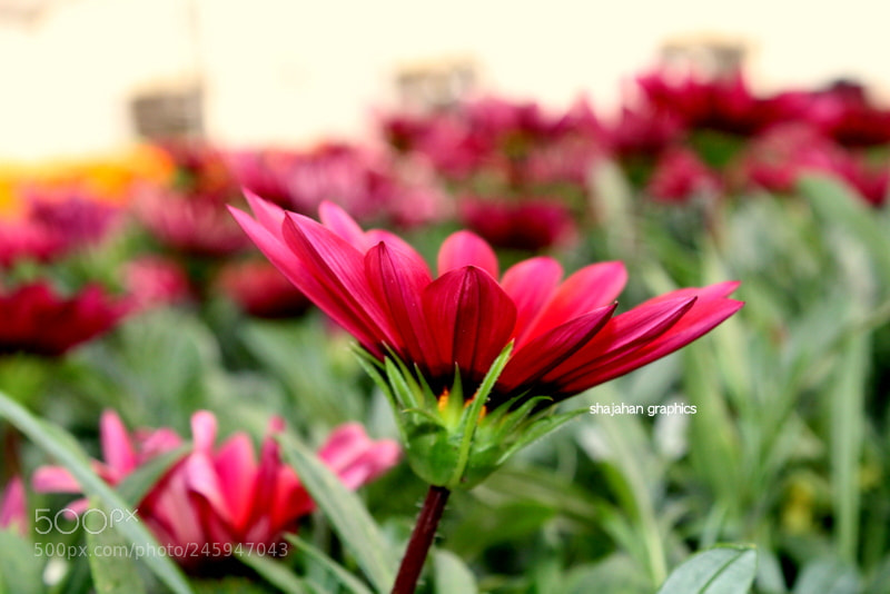 Canon EF-S 18-55mm F3.5-5.6 III sample photo. Img photography