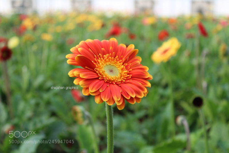 Canon EF-S 18-55mm F3.5-5.6 III sample photo. Img photography