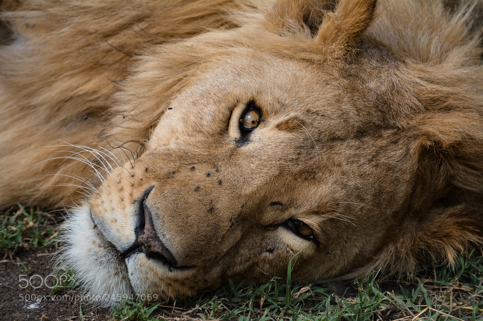 Nikon D5200 sample photo. Lion photography