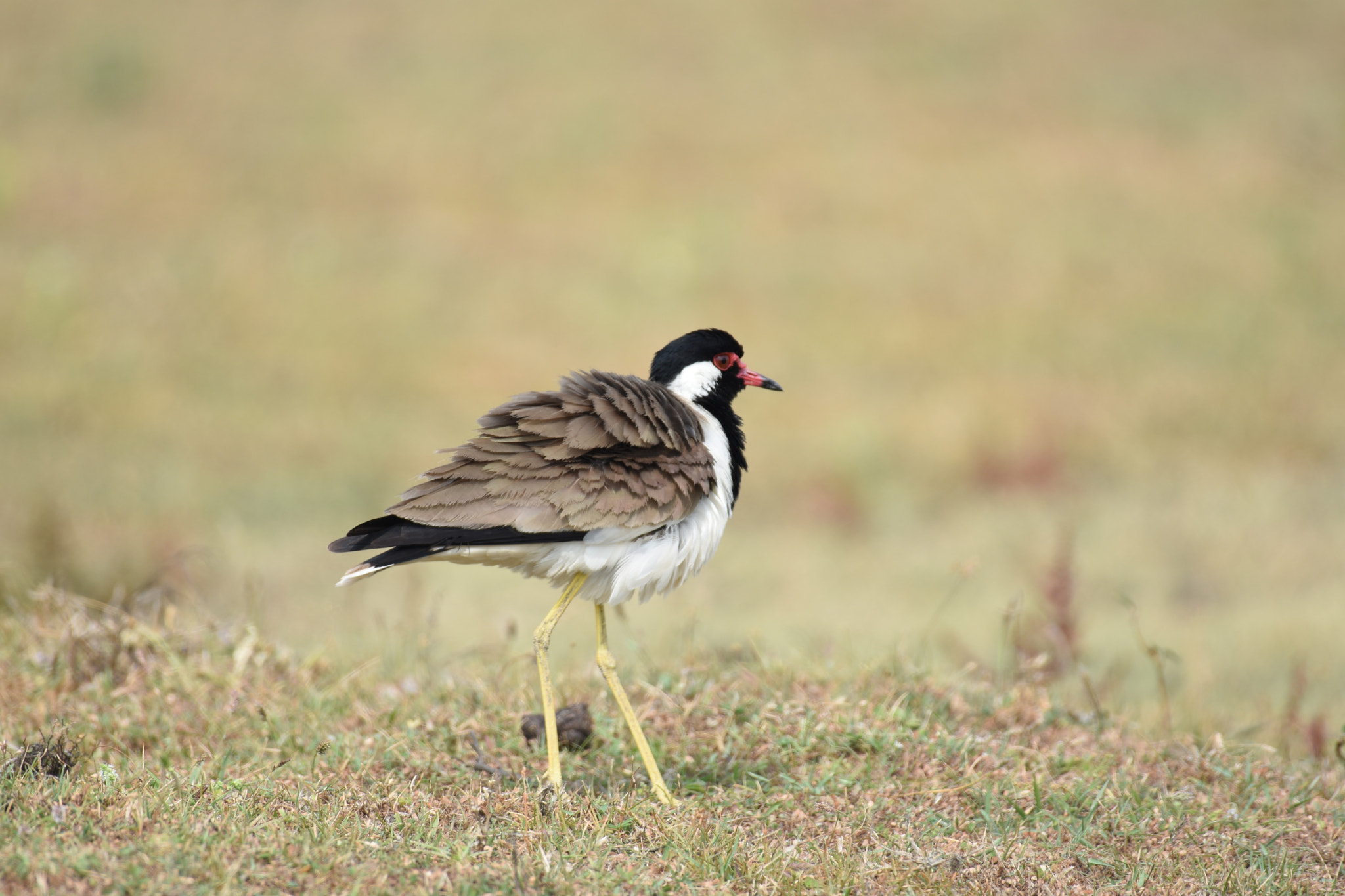Nikon D7200 + Nikon AF-S Nikkor 200-500mm F5.6E ED VR sample photo. Red watted lapwing photography