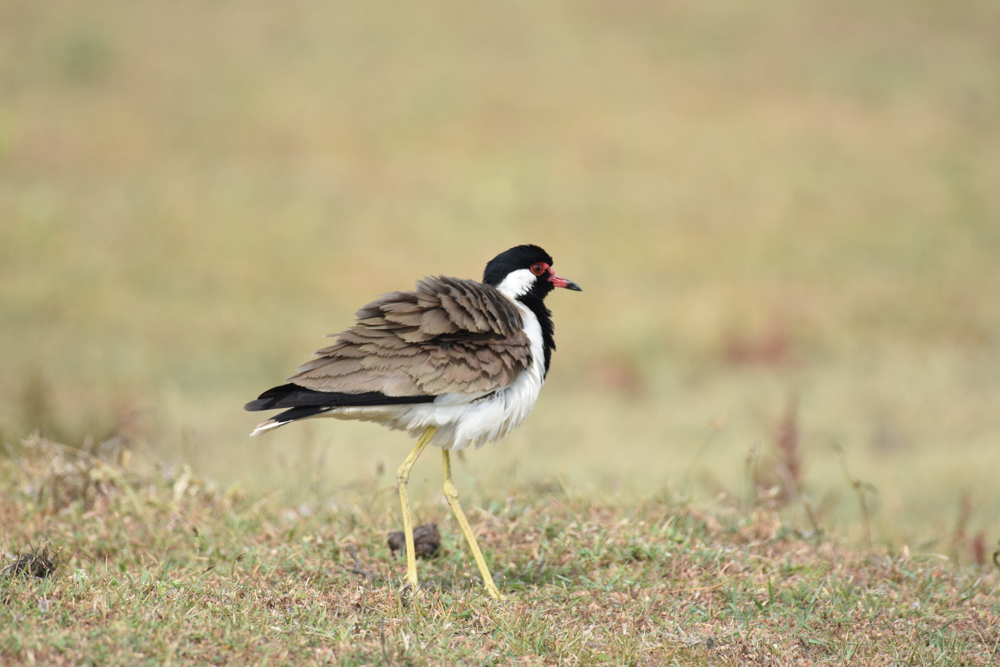 Nikon AF-S Nikkor 200-500mm F5.6E ED VR sample photo. Red watted lapwing photography