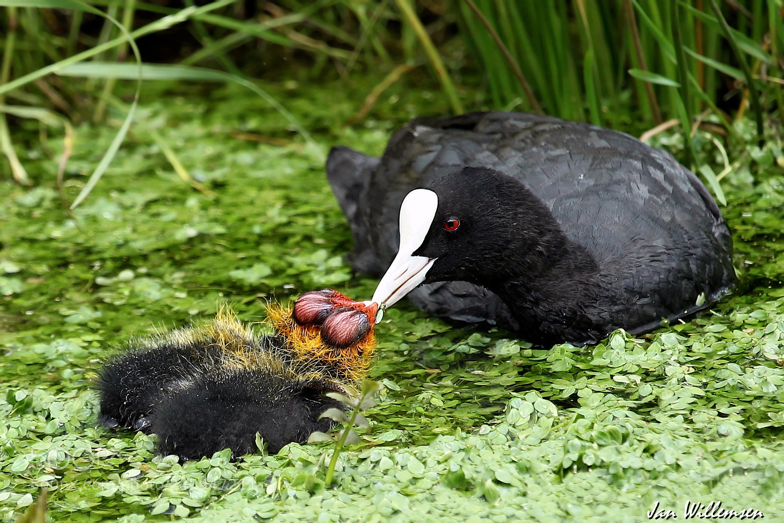 Canon EOS-1D Mark IV sample photo. Eurasian coot photography