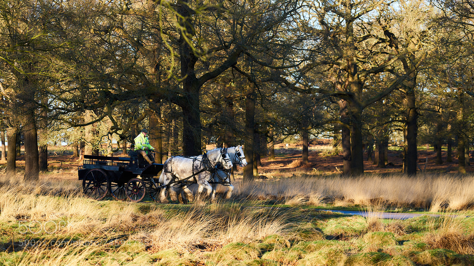 Sony a7R II sample photo. Horse and cart in photography