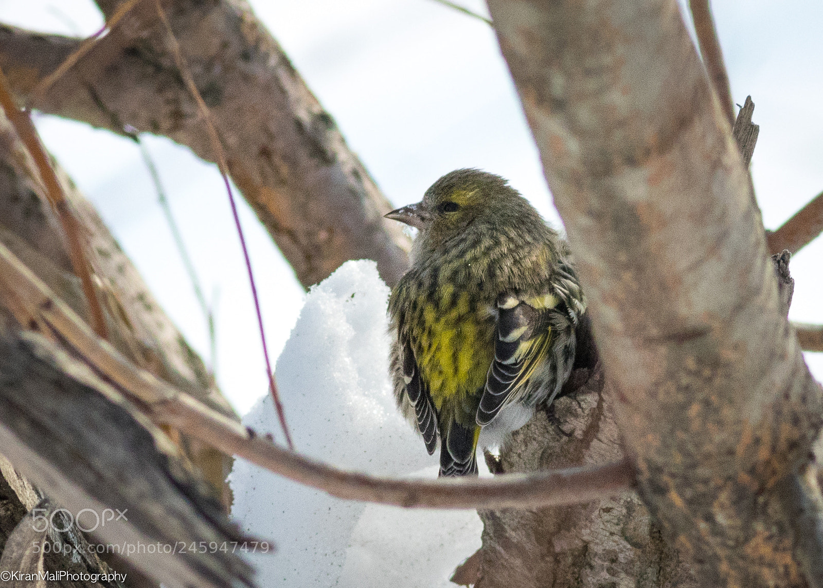 Canon EOS 7D Mark II sample photo. Snow eating bird photography