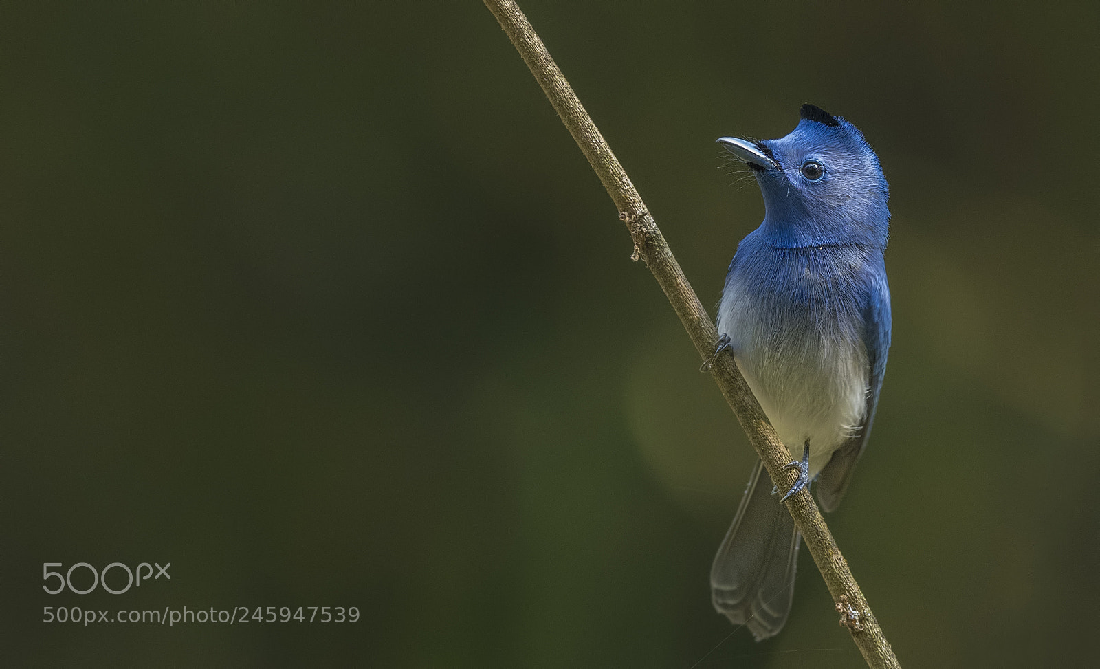 Nikon D500 sample photo. Black-naped monarch photography