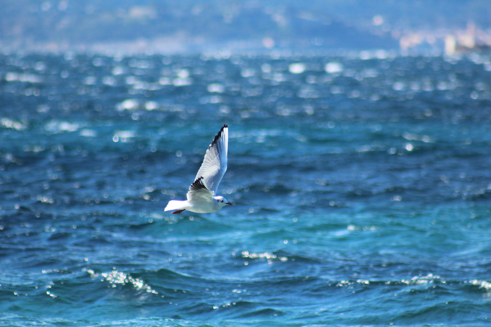 Canon EF 75-300mm f/4-5.6 USM sample photo. Img photography