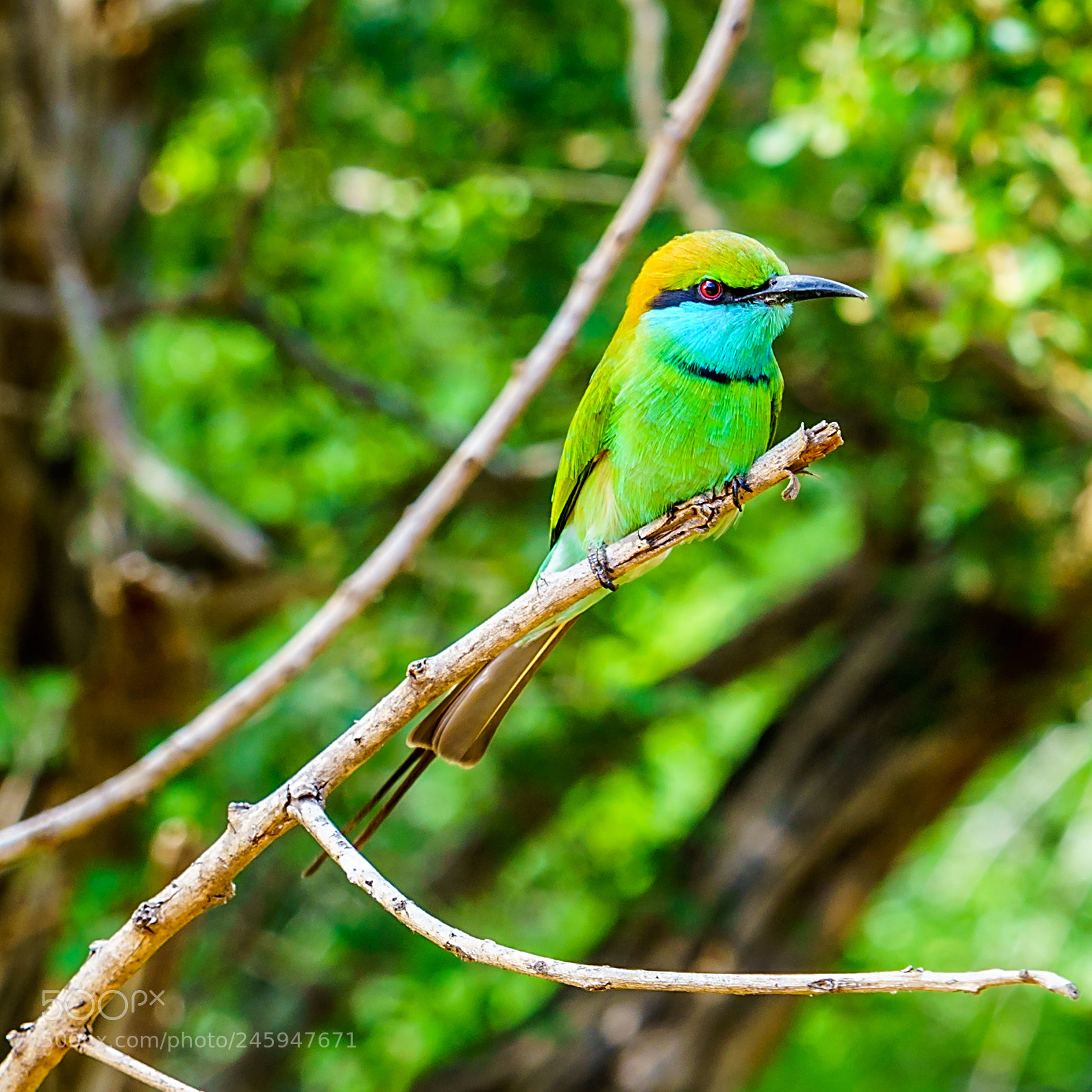 Sony a7 II sample photo. Green bee-eater photography