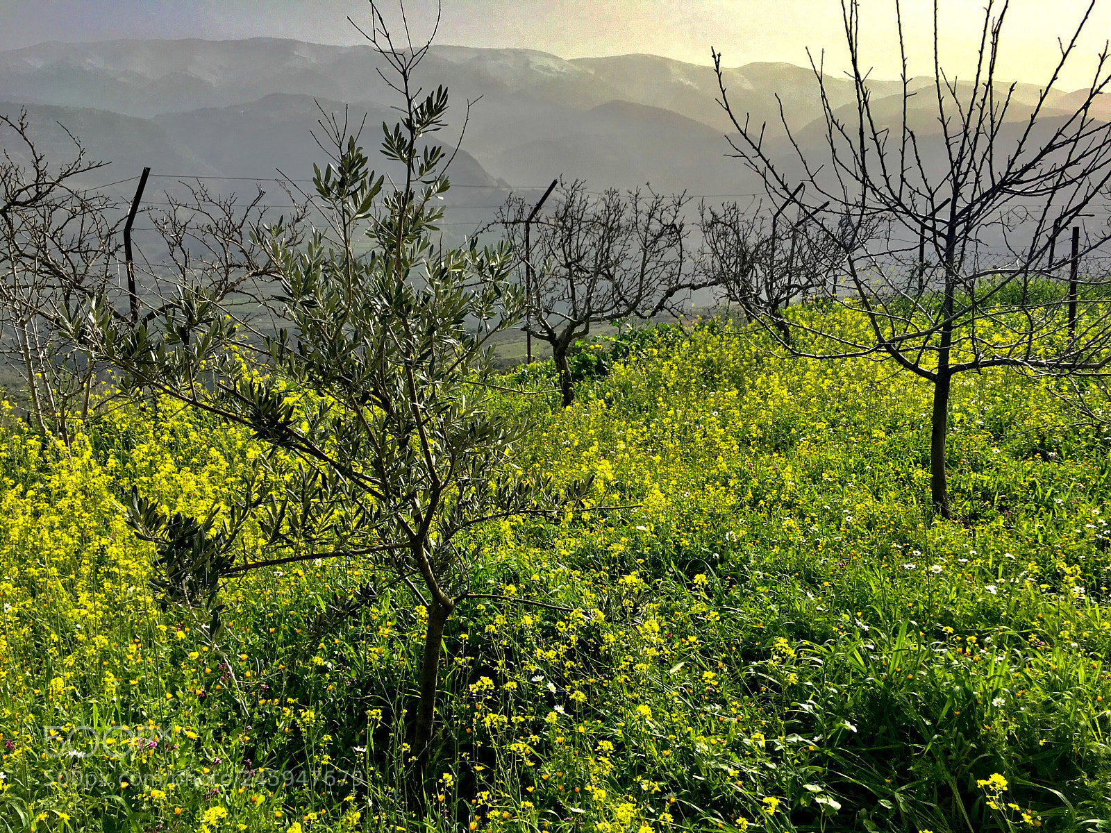 Apple iPhone 6s Plus sample photo. Green lebanon photography