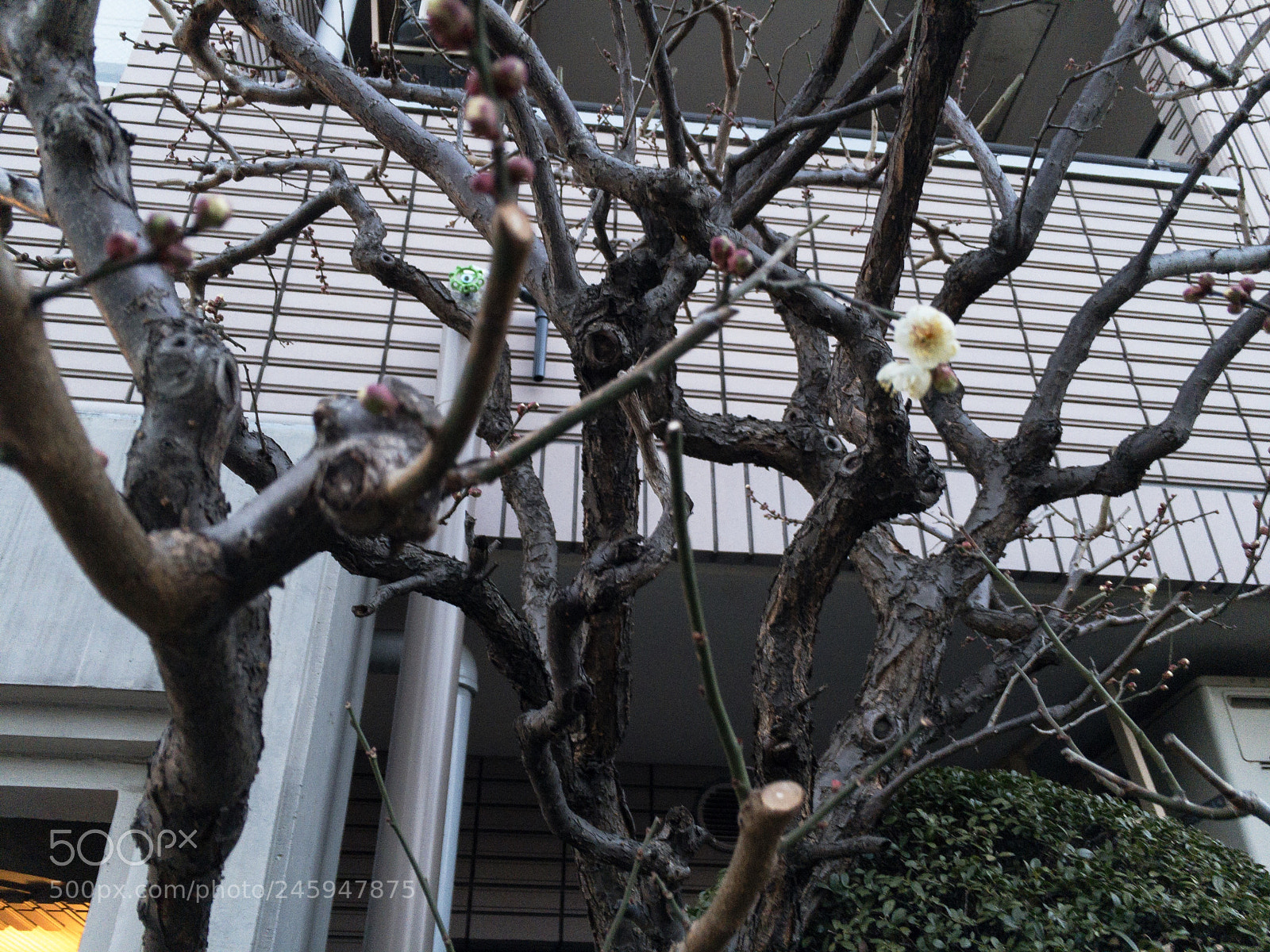 Apple iPhone 6s sample photo. Spring will come photography