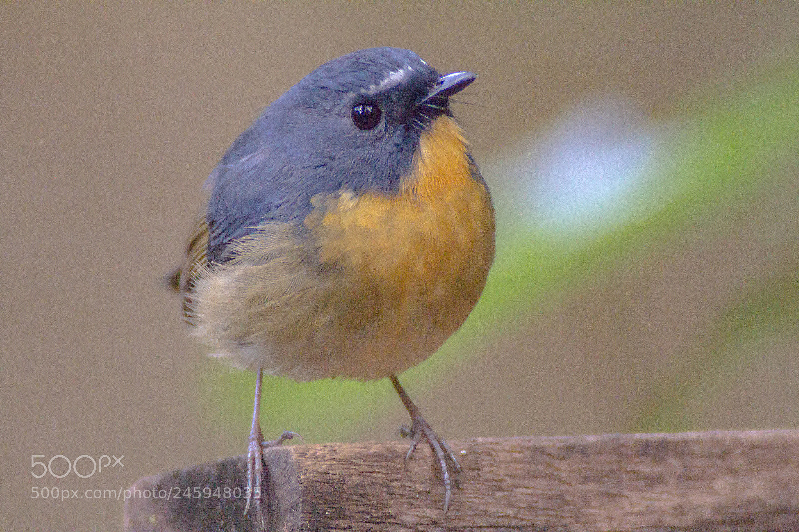 Canon EOS 60D sample photo. Snowy-browed flycatcher photography