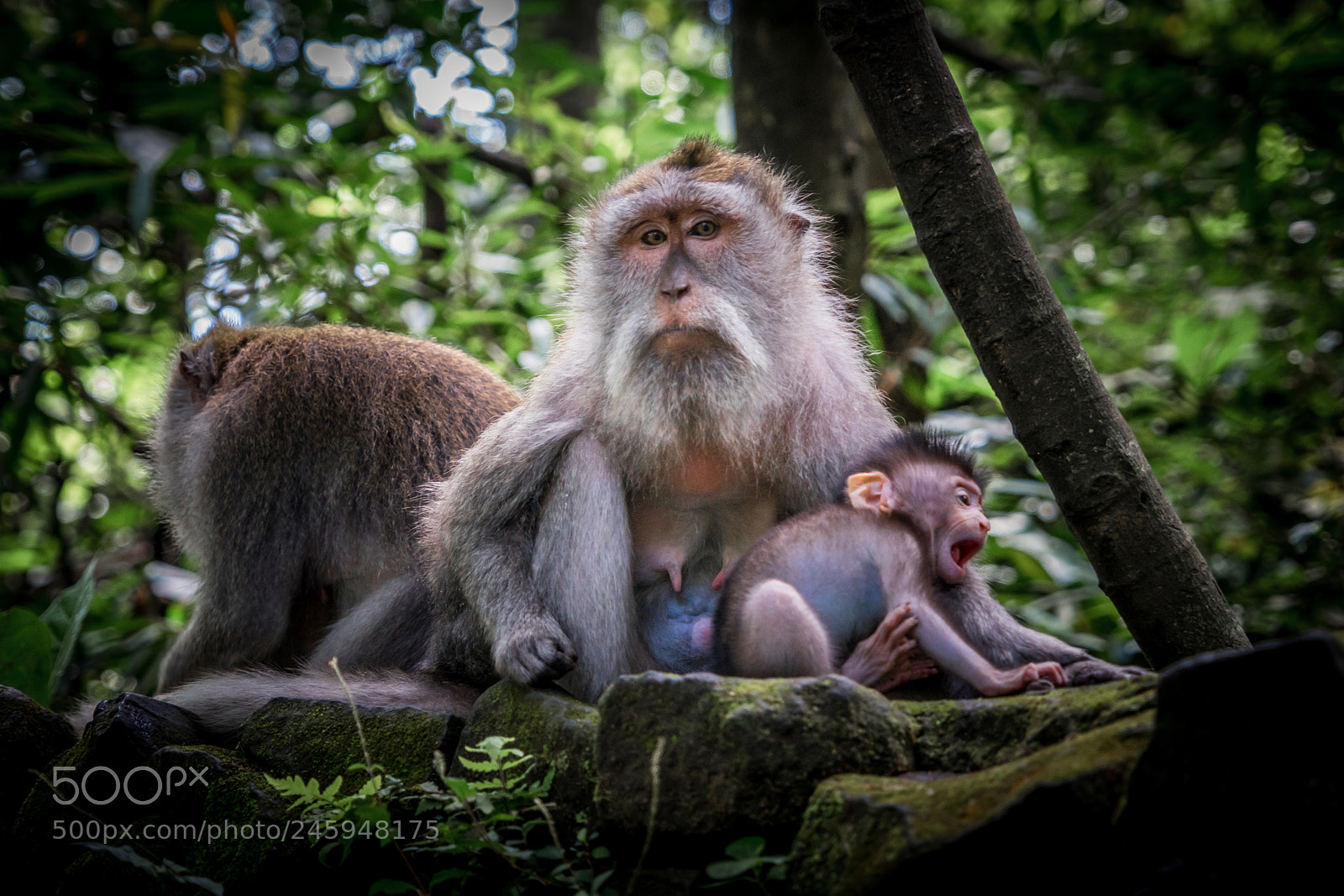 Sony a7R sample photo. Sacred monkey forest photography