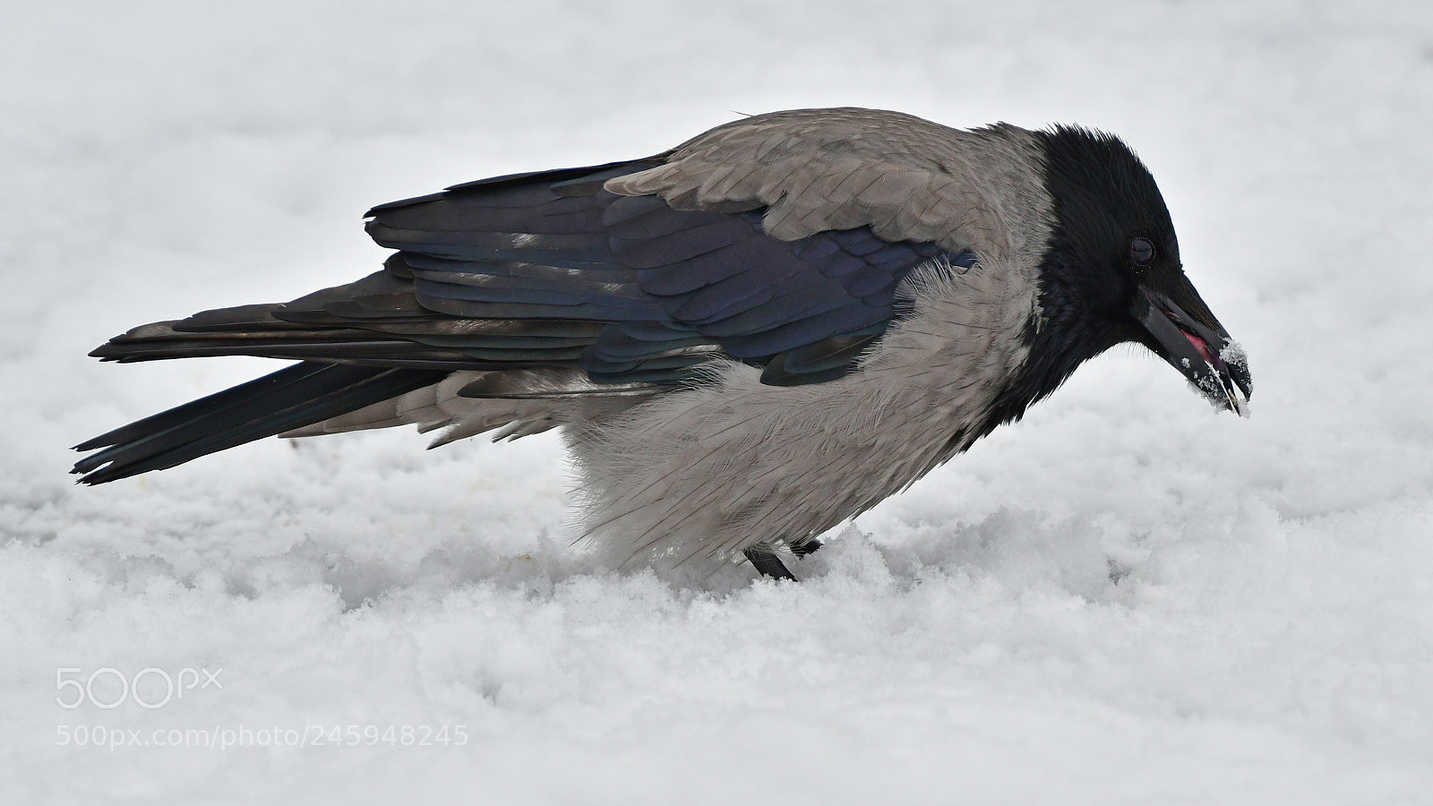 Nikon D500 sample photo. The crow photography
