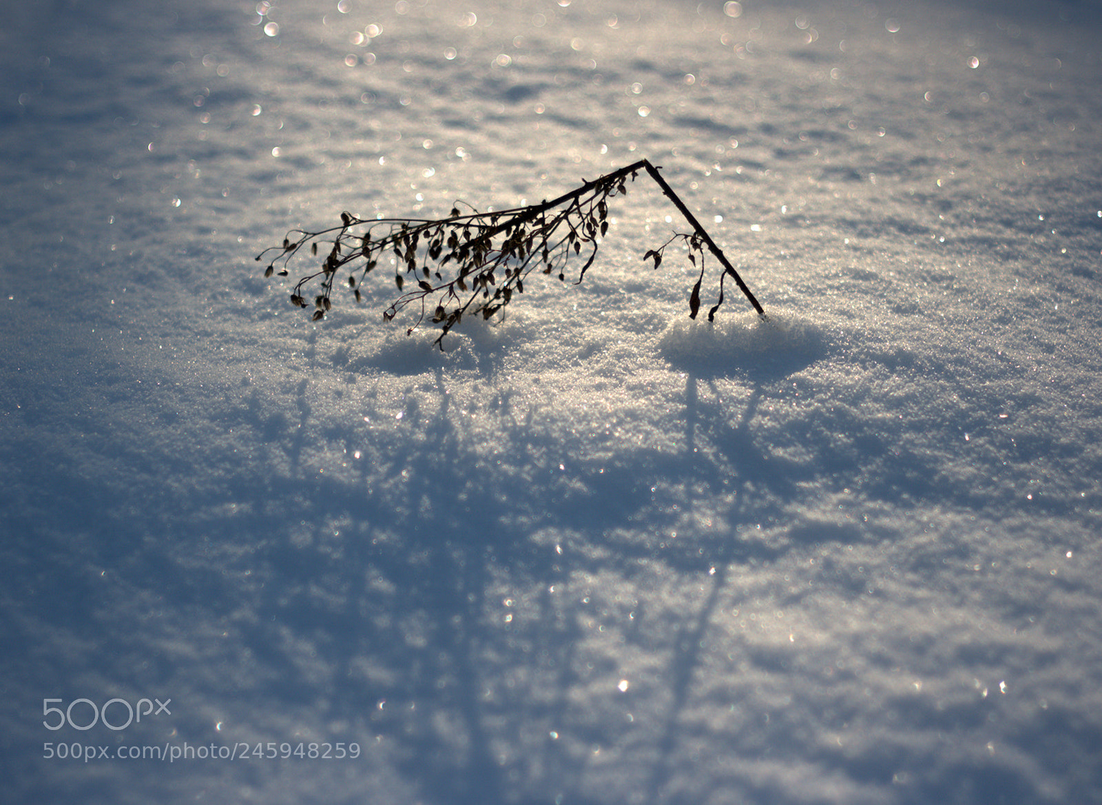 Canon EOS 600D (Rebel EOS T3i / EOS Kiss X5) sample photo. Broken in the winter photography