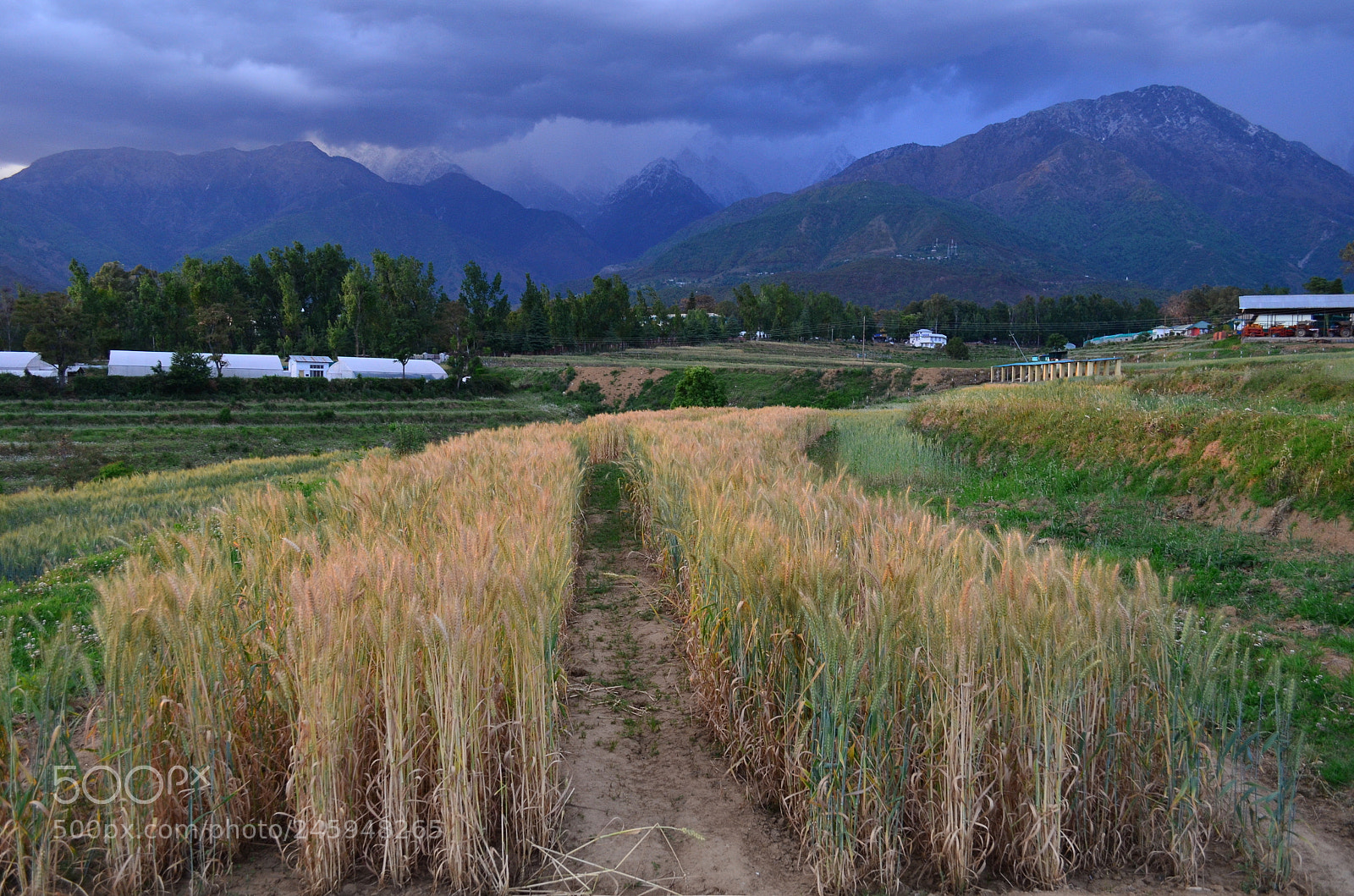 Nikon D5100 sample photo. Wheat field in a photography