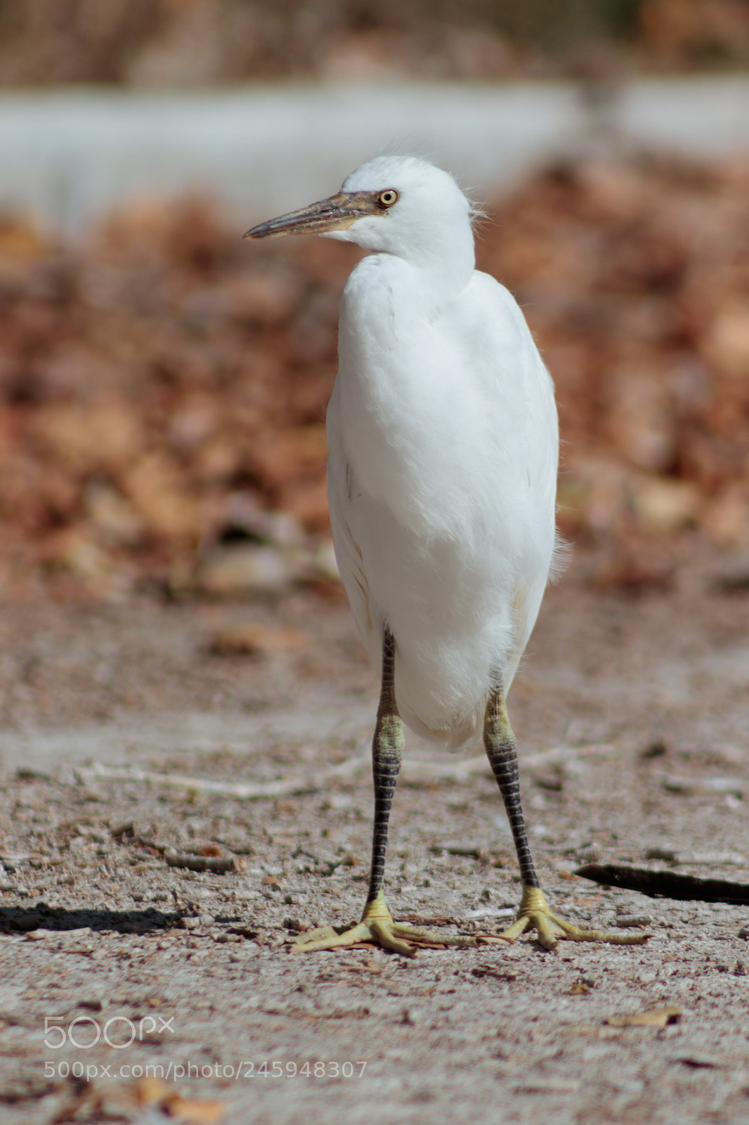 Canon EOS 800D (EOS Rebel T7i / EOS Kiss X9i) sample photo. Egret photography