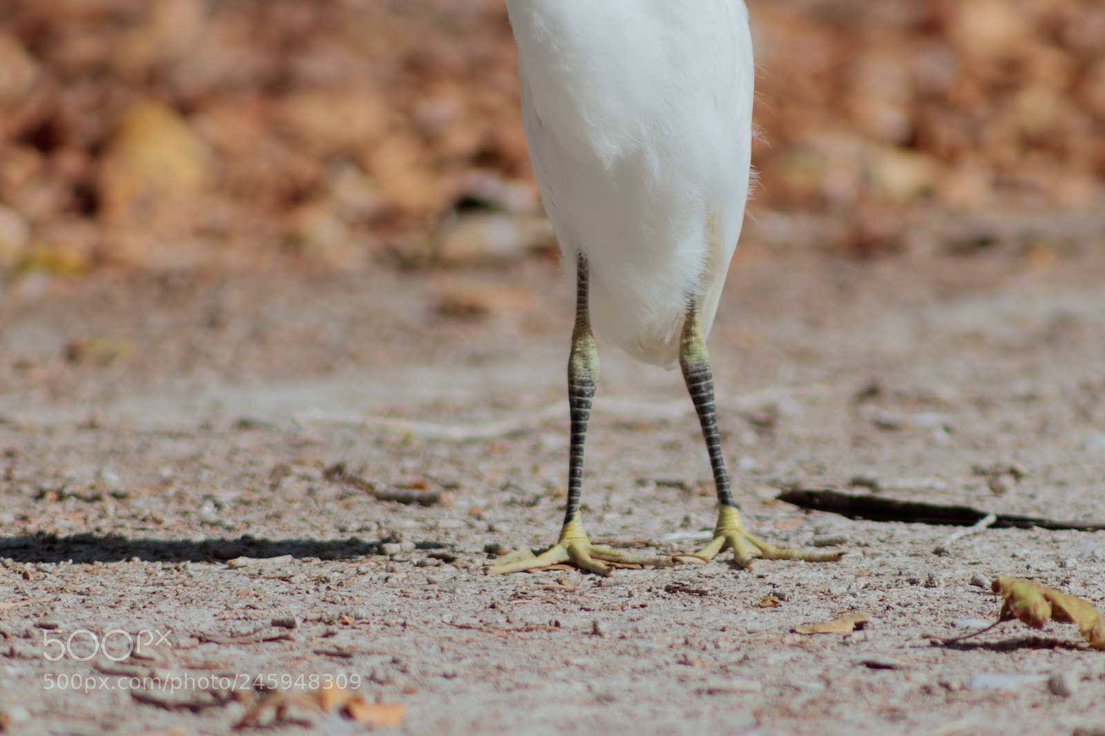 Canon EOS 800D (EOS Rebel T7i / EOS Kiss X9i) sample photo. Egret photography