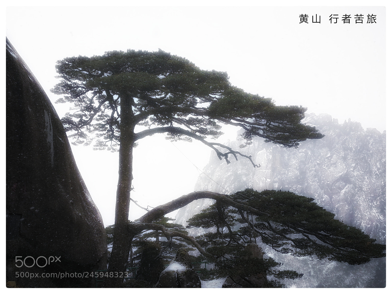 HUAWEI Mate 9 sample photo. The pine greeting guests photography