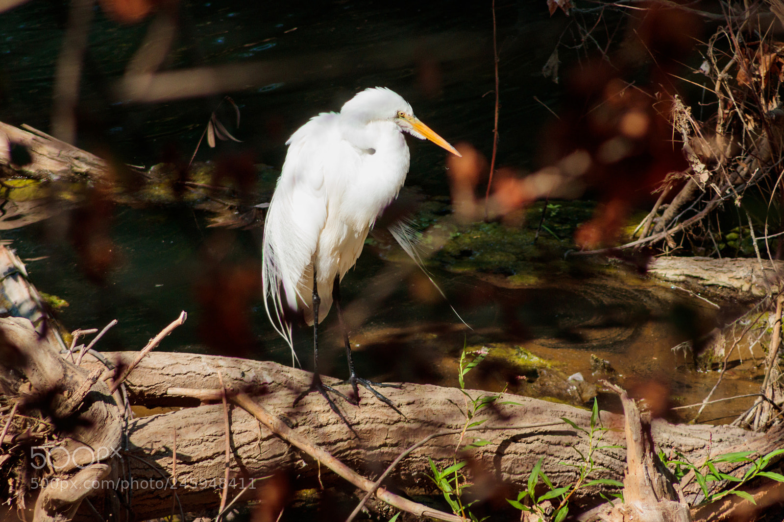 Canon EOS 800D (EOS Rebel T7i / EOS Kiss X9i) sample photo. Egret photography
