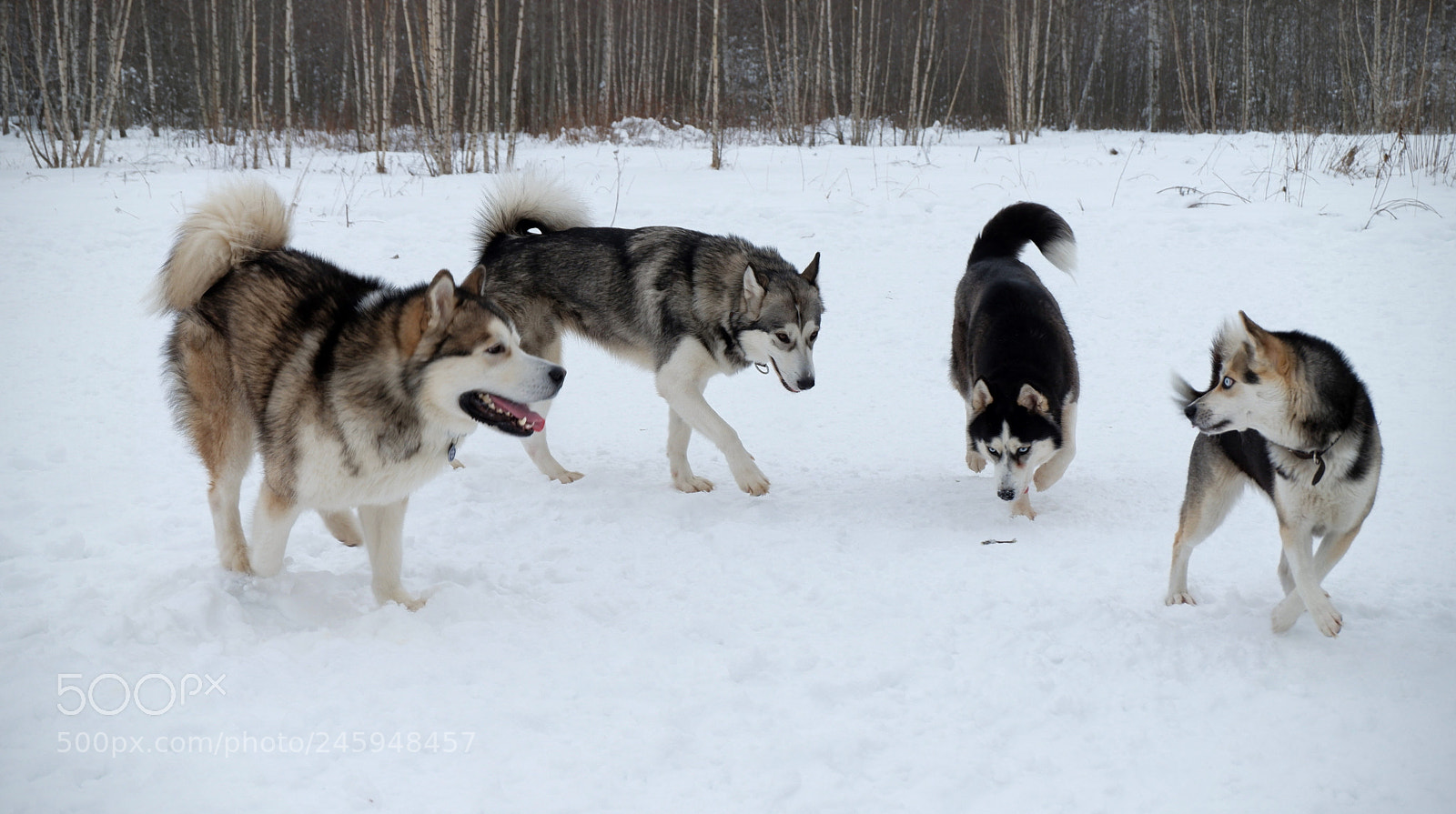 Fujifilm X-A3 sample photo. Dogs on a walk photography