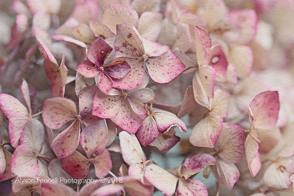Canon EOS 7D Mark II sample photo. Vintage hydrangea photography