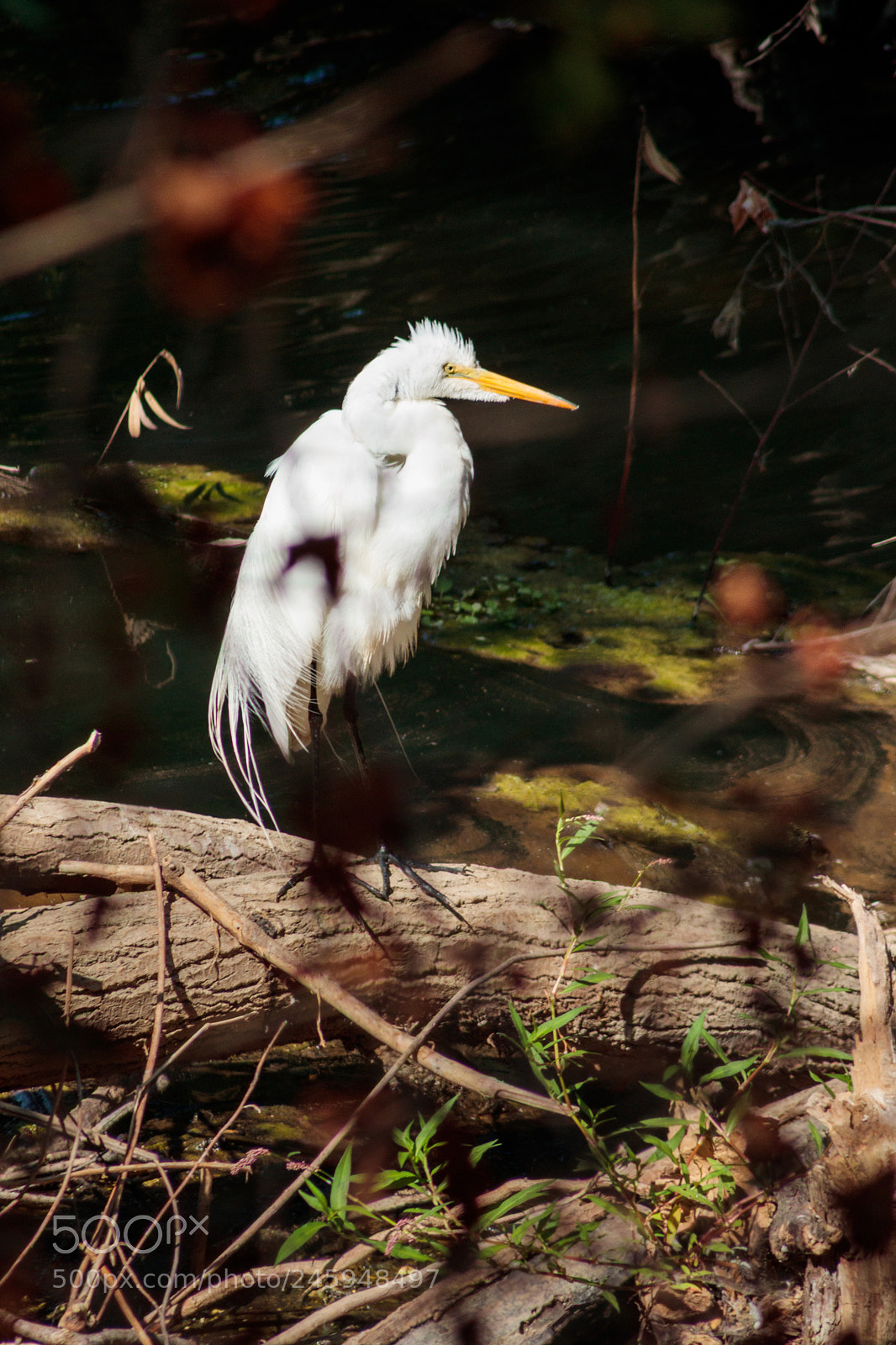 Canon EOS 800D (EOS Rebel T7i / EOS Kiss X9i) sample photo. Egret photography
