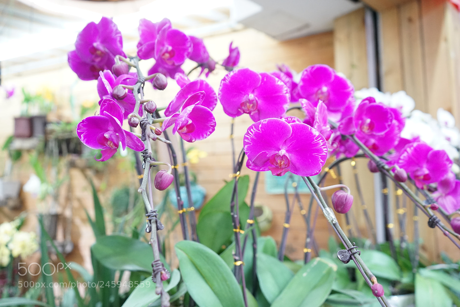Sony a7 sample photo. 蝴蝶兰 photography
