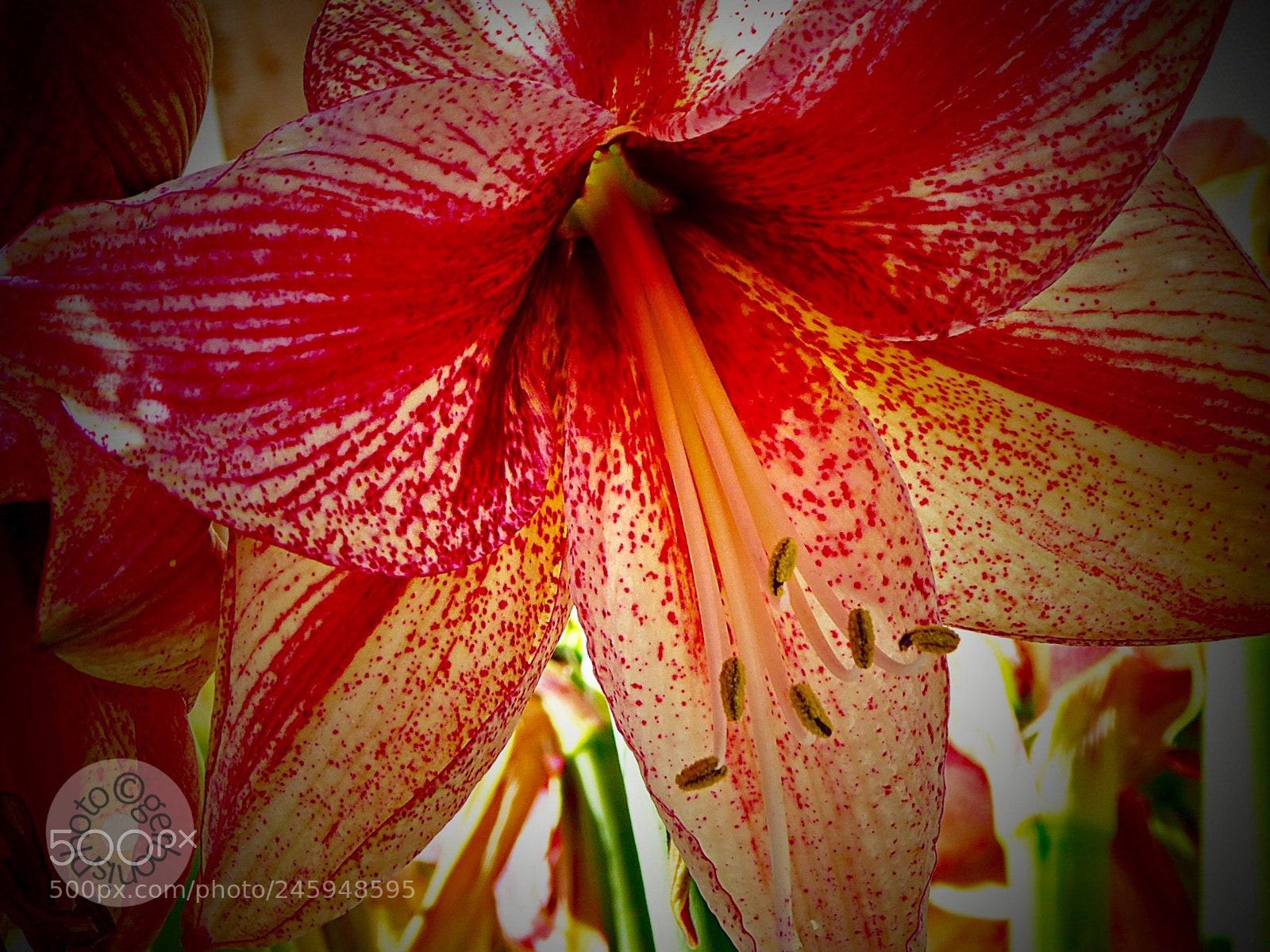 Panasonic Lumix DC-ZS70 (Lumix DC-TZ90) sample photo. Amaryllis l. is a photography