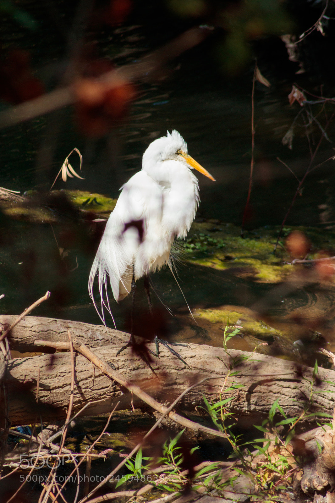 Canon EOS 800D (EOS Rebel T7i / EOS Kiss X9i) sample photo. Egret photography