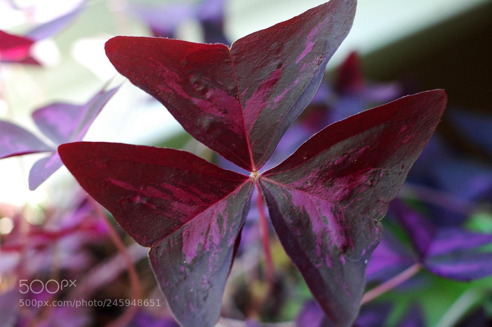 Nikon D70 sample photo. A photography