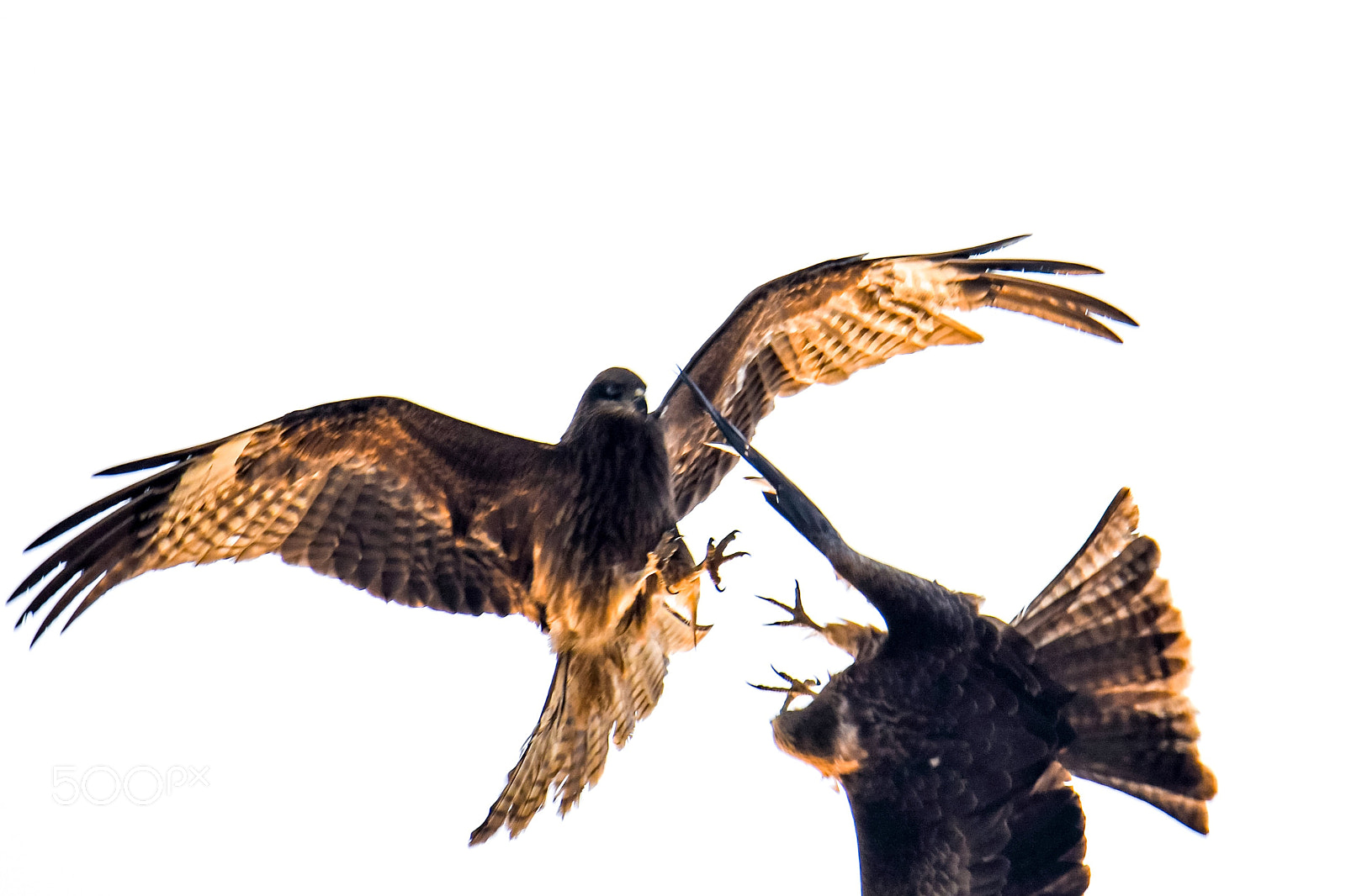 Nikon D500 sample photo. These two black kites photography