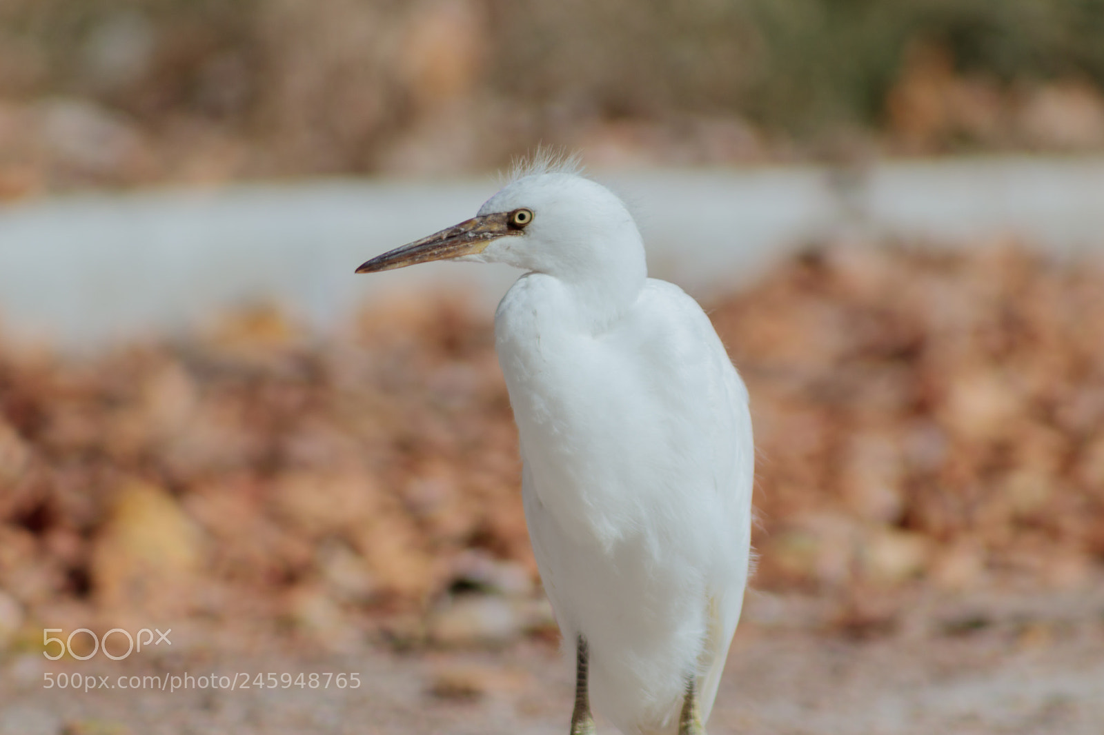 Canon EOS 800D (EOS Rebel T7i / EOS Kiss X9i) sample photo. Egret photography