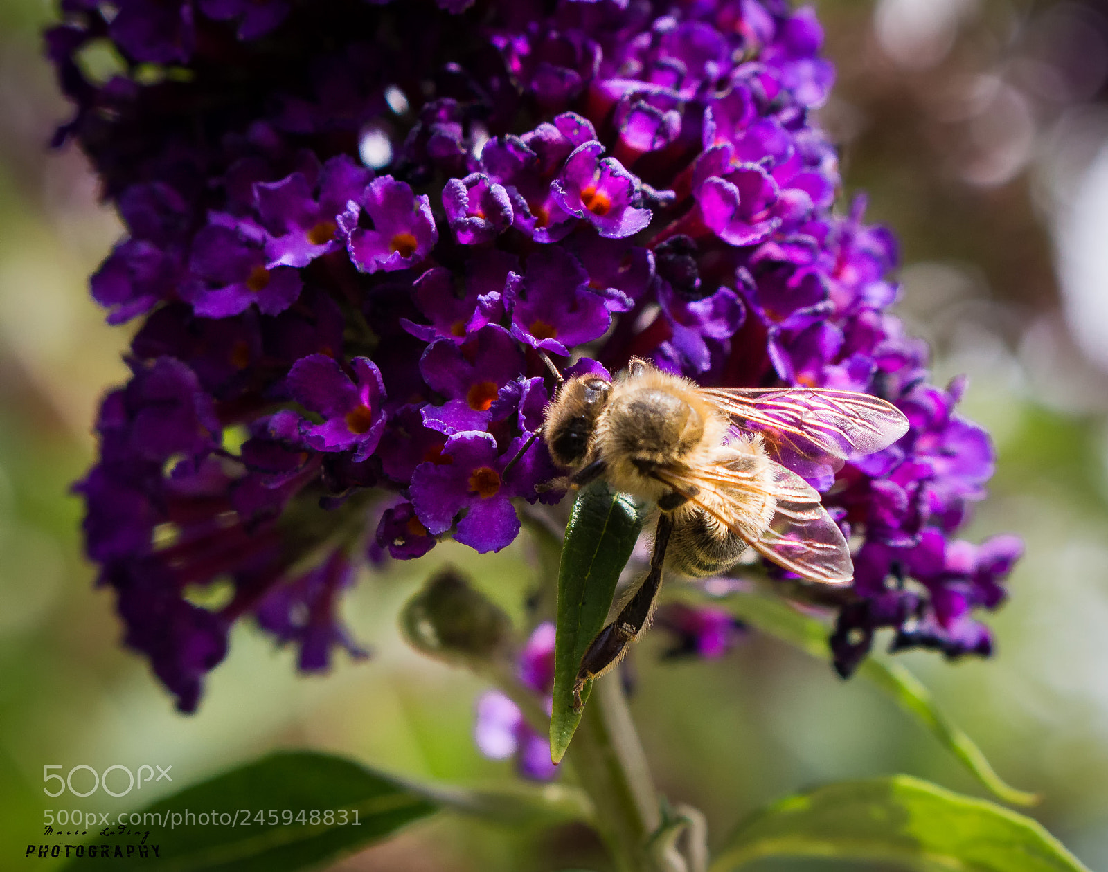 Canon EOS 700D (EOS Rebel T5i / EOS Kiss X7i) sample photo. Bei der arbeit photography