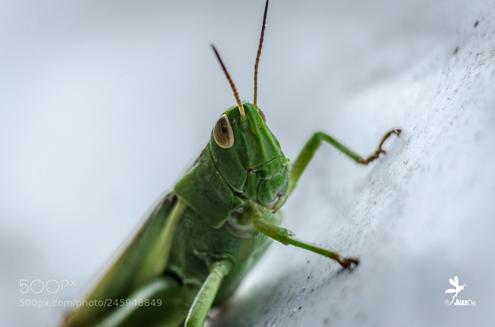 Nikon D5100 sample photo. Pequeño saltamontes. photography