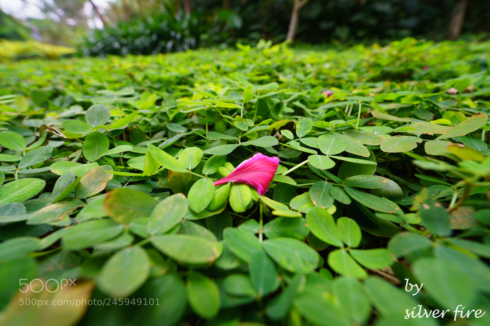 Sony a7R II sample photo. One red（一点红） photography