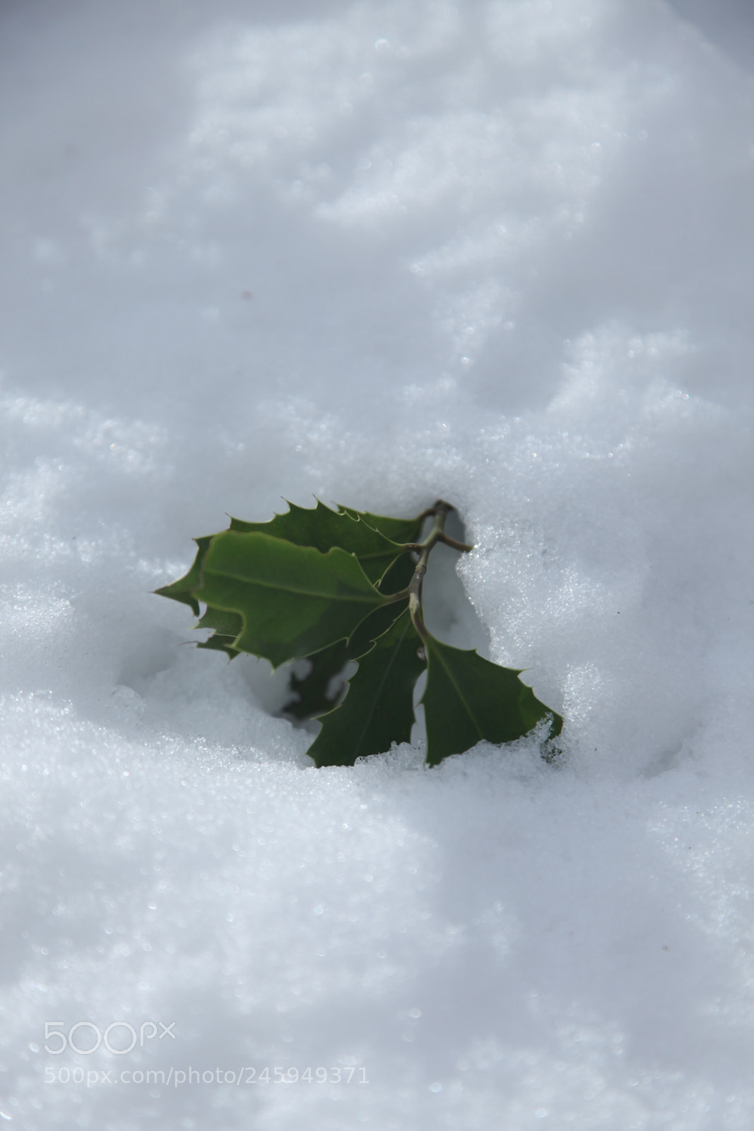 Canon EF 24-105mm F4L IS USM sample photo. Naturaleza photography