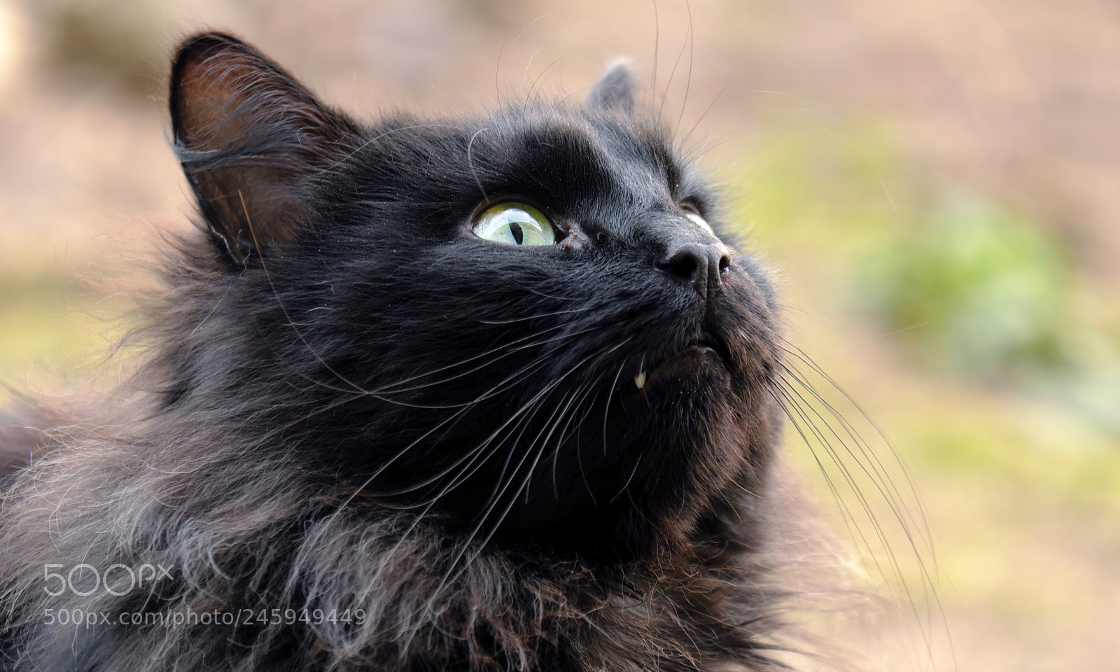 Fujifilm X-T20 sample photo. Vampire cat photography