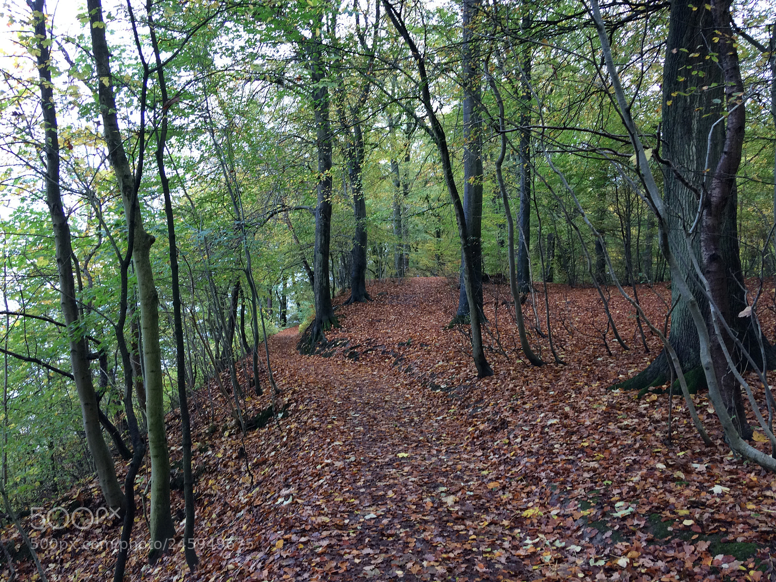 Apple iPhone 5s sample photo. The woods photography