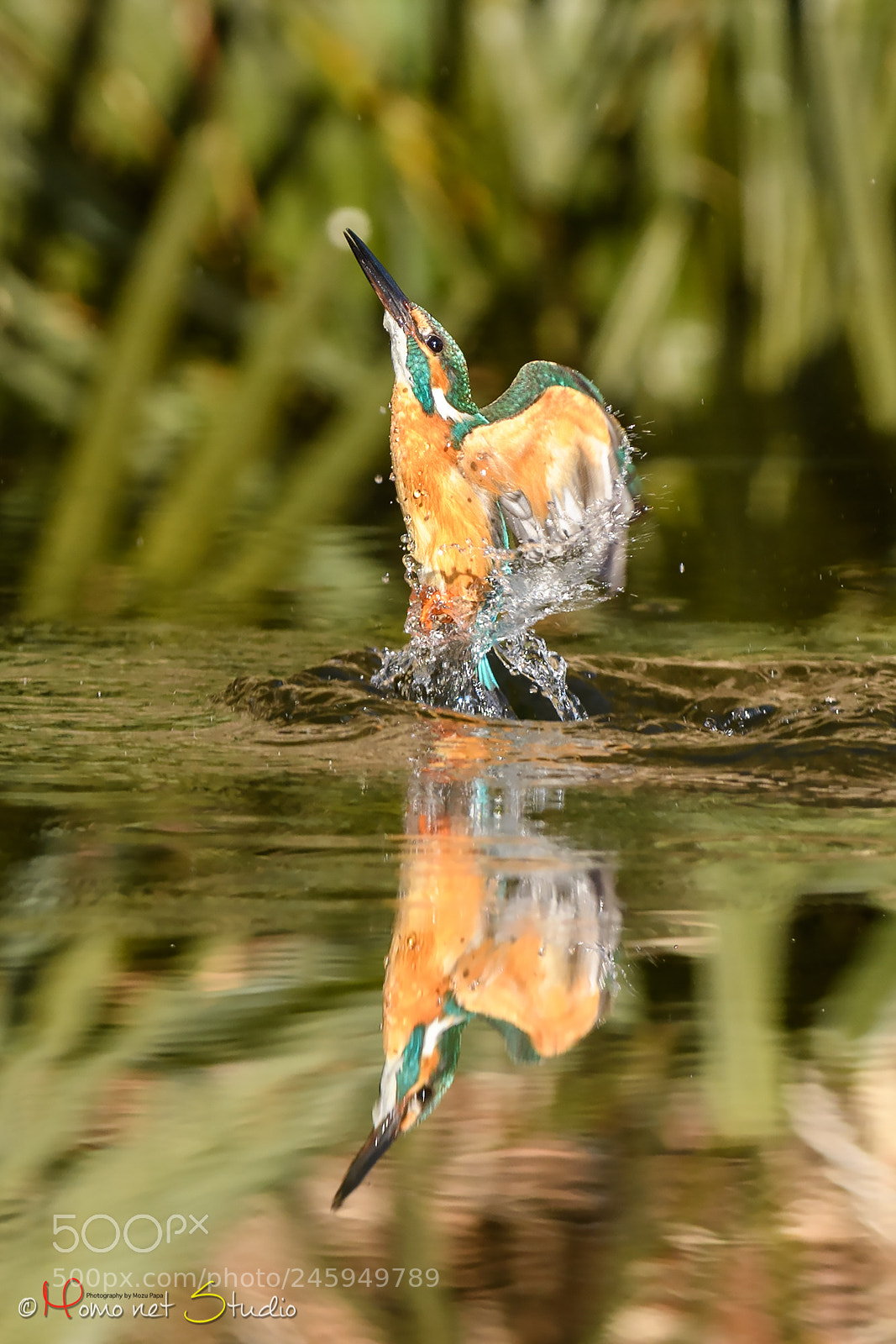 Nikon D500 sample photo. Kingfisher xxiii photography