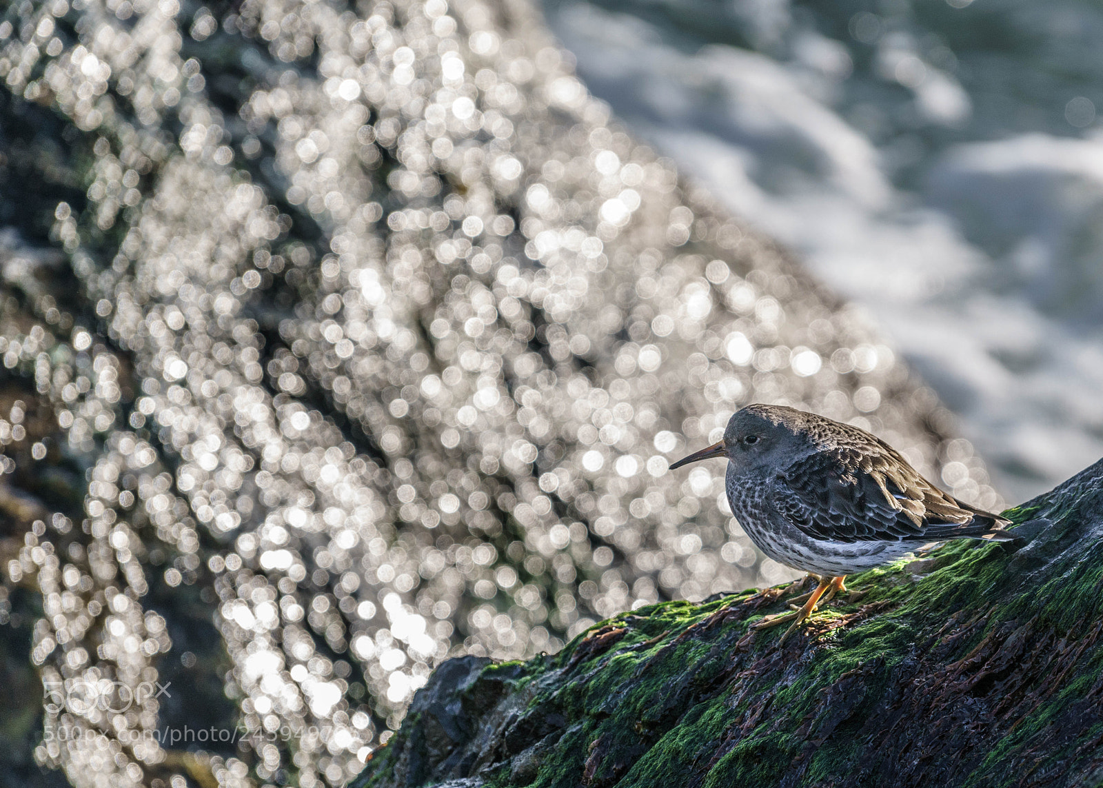 Sony a7R II sample photo. Wintering at the stars photography