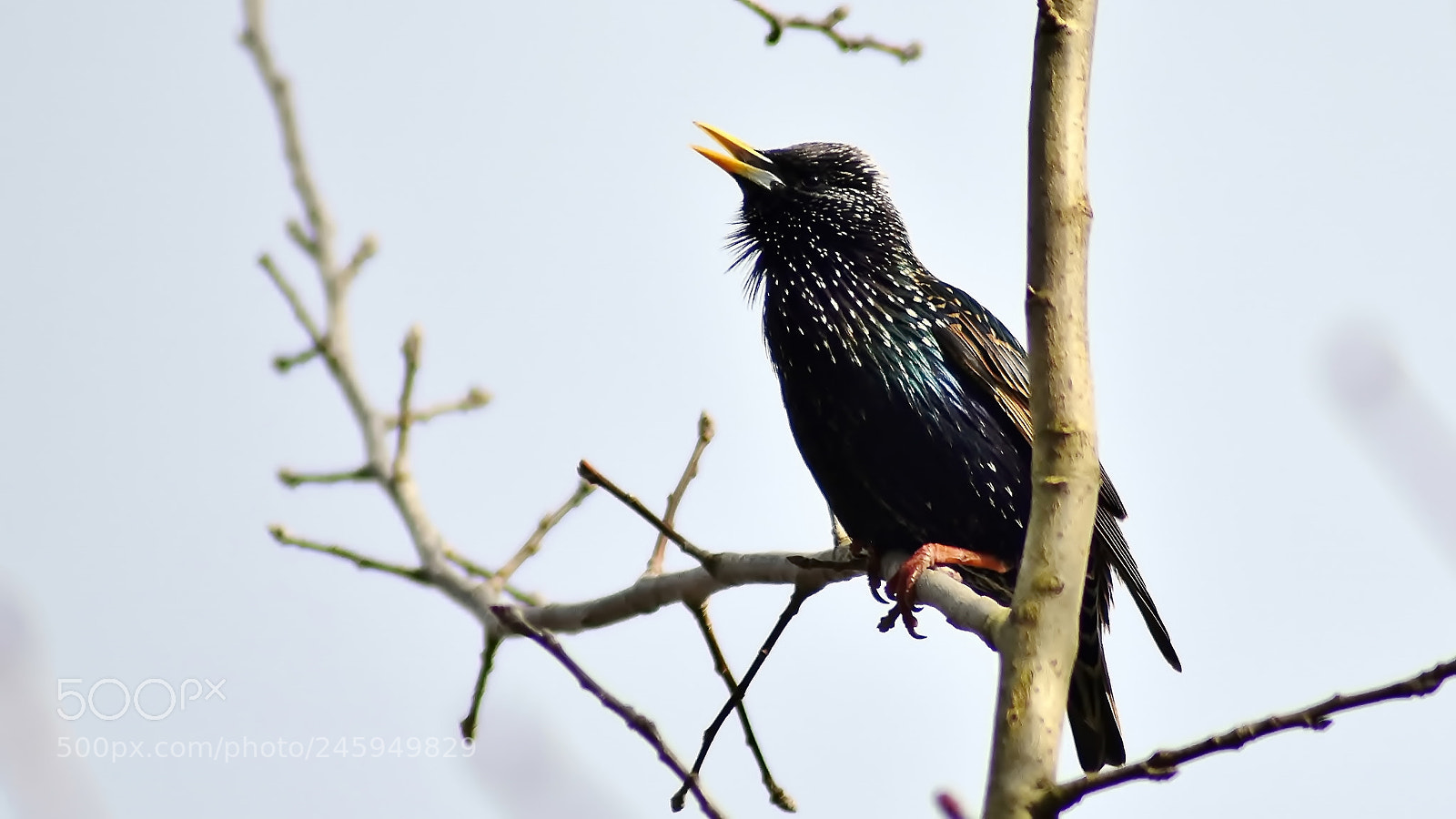Nikon D3400 sample photo. Singing time... photography