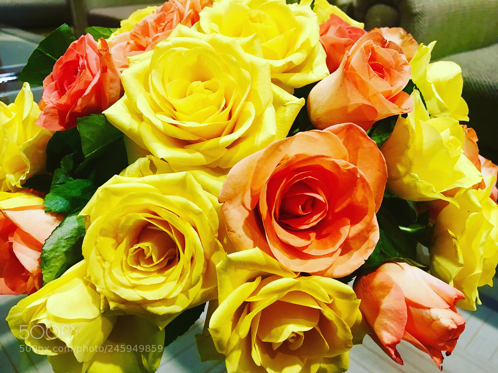 Apple iPhone 6s sample photo. Beautiful roses photography
