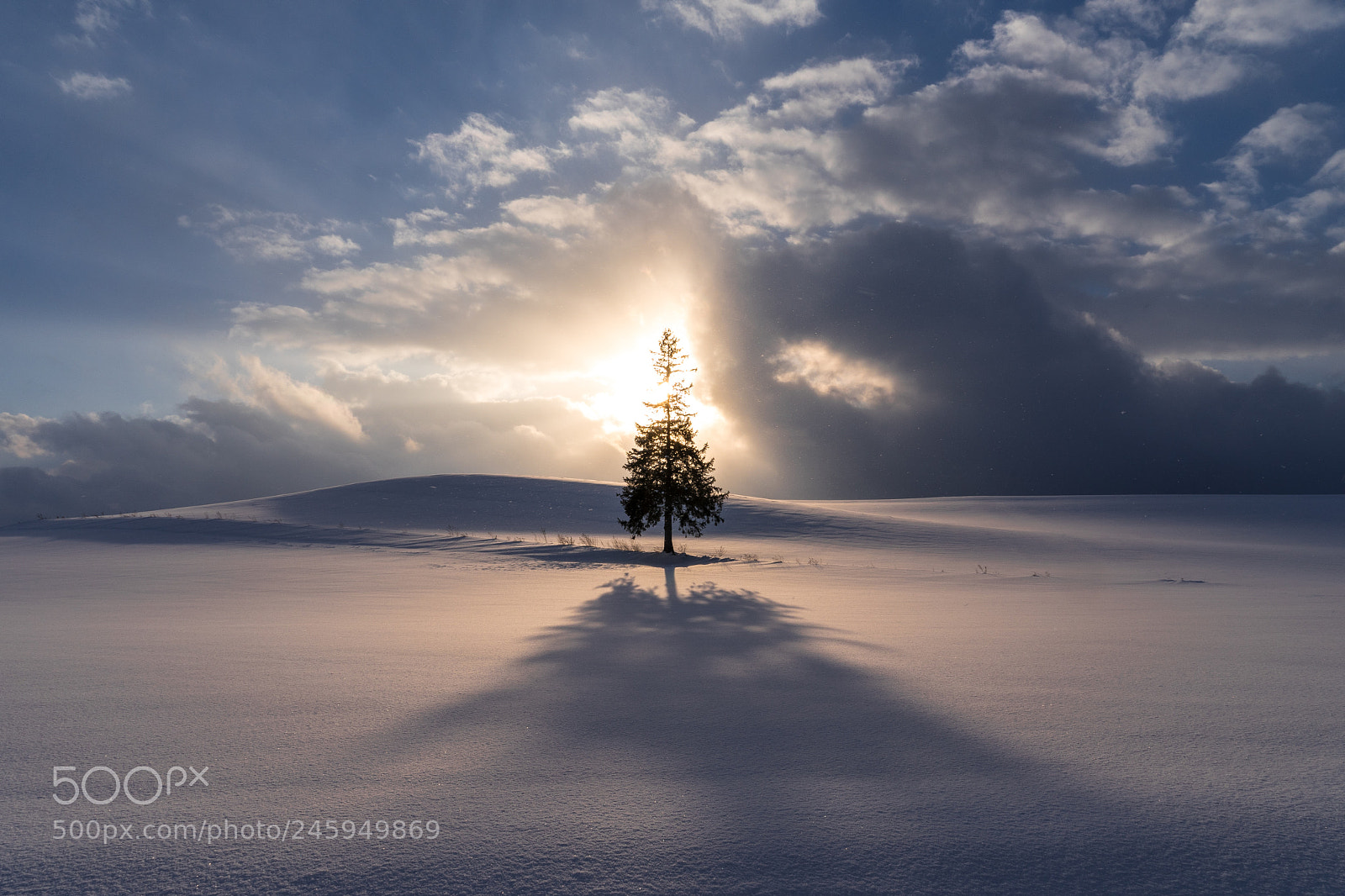 Sony a7 II sample photo. Sunset tree photography