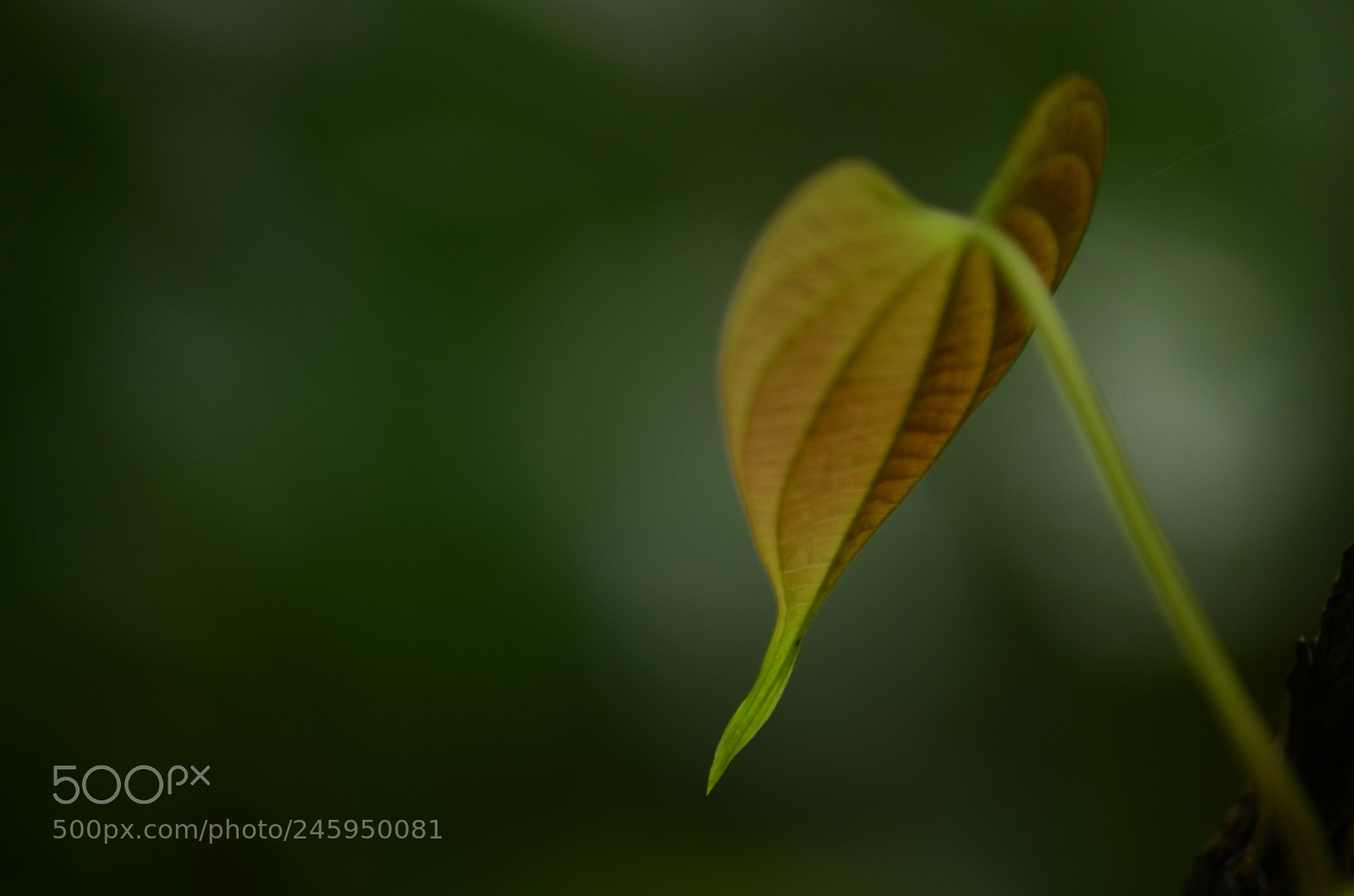 Nikon D5100 sample photo. Blurry leaf photography