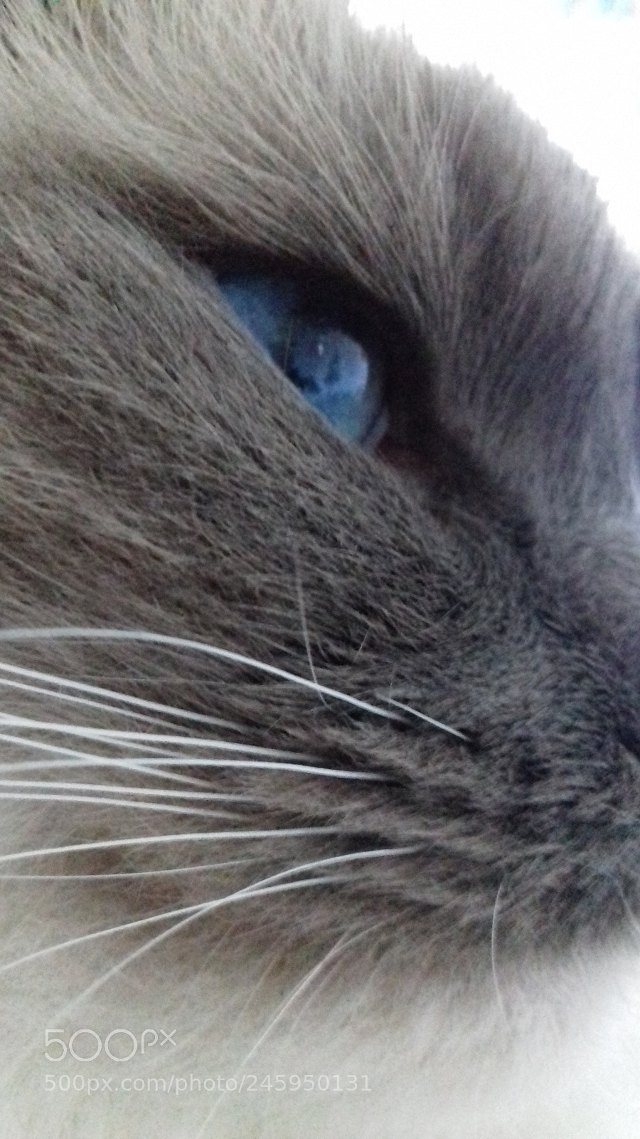 Samsung Galaxy J3(2016) sample photo. Beautiful eyes photography