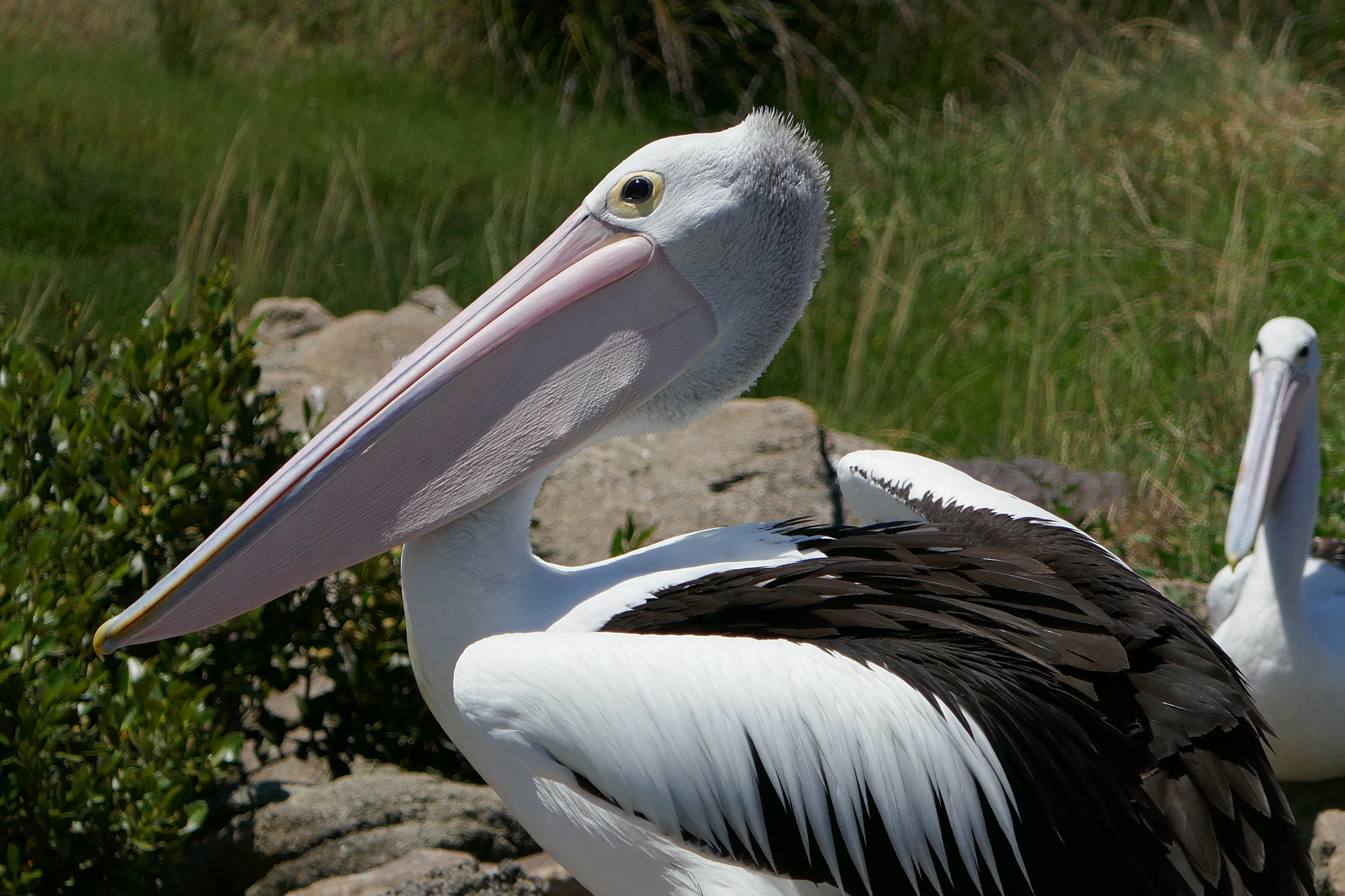 Panasonic DMC-TZ110 sample photo. Australian pelican photography
